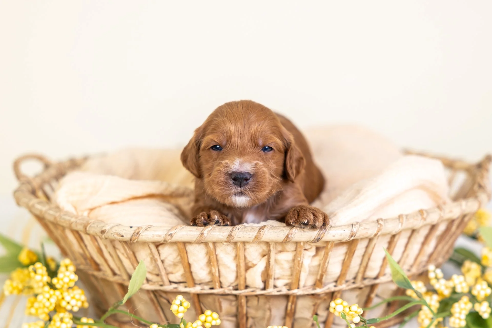 Cara's Boy Royal (Goldendoodle)