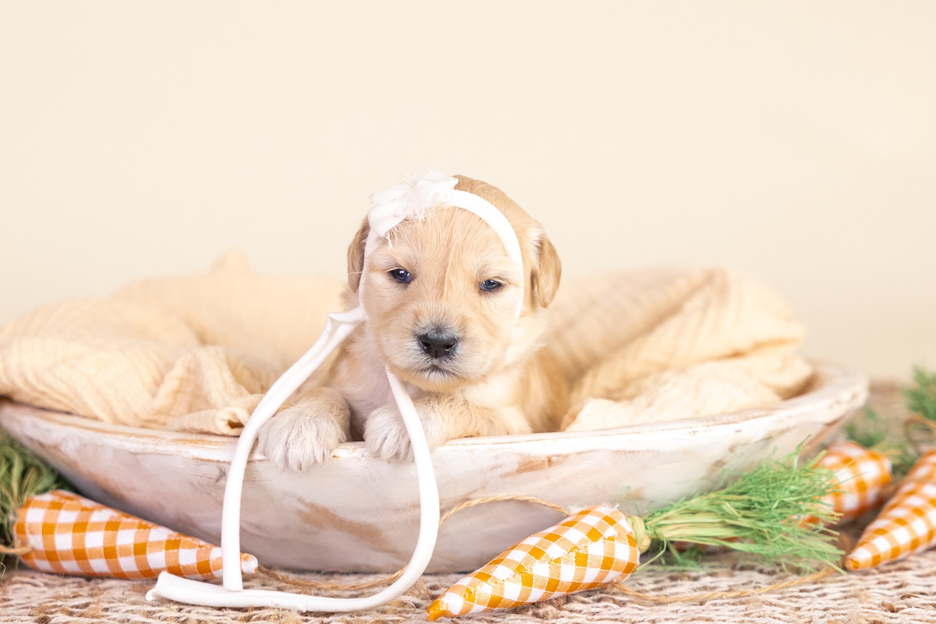 A cute puppy with fluffy white and black fur, wearing a light green bow tie, sitting on a wooden surface with a colorful flower arrangement in a cream vase behind it.