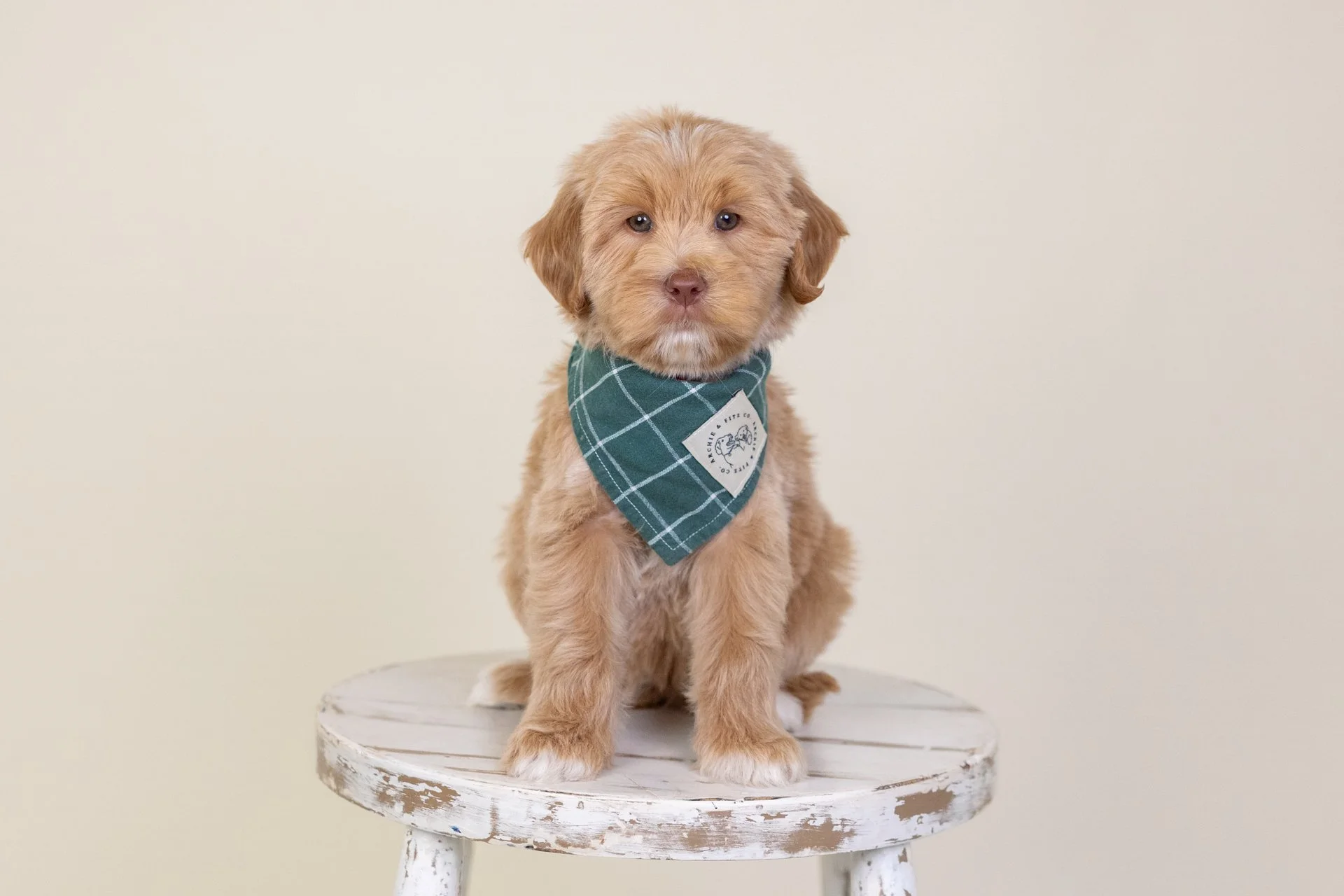 Holland's Boy Mars (Labradoodle)