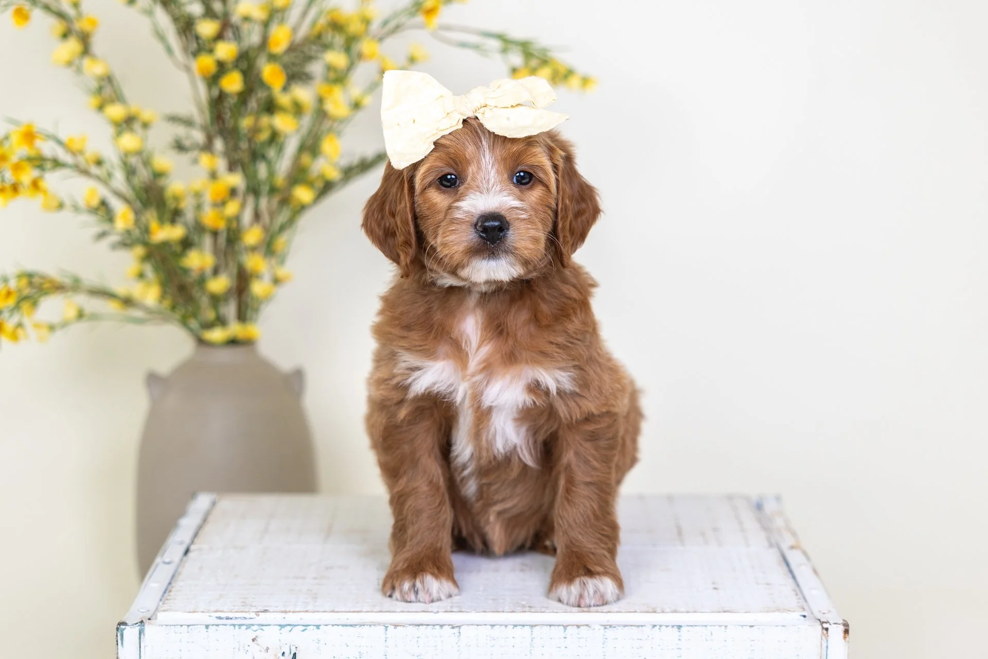 Gemma's Girl Sable (Goldendoodle)