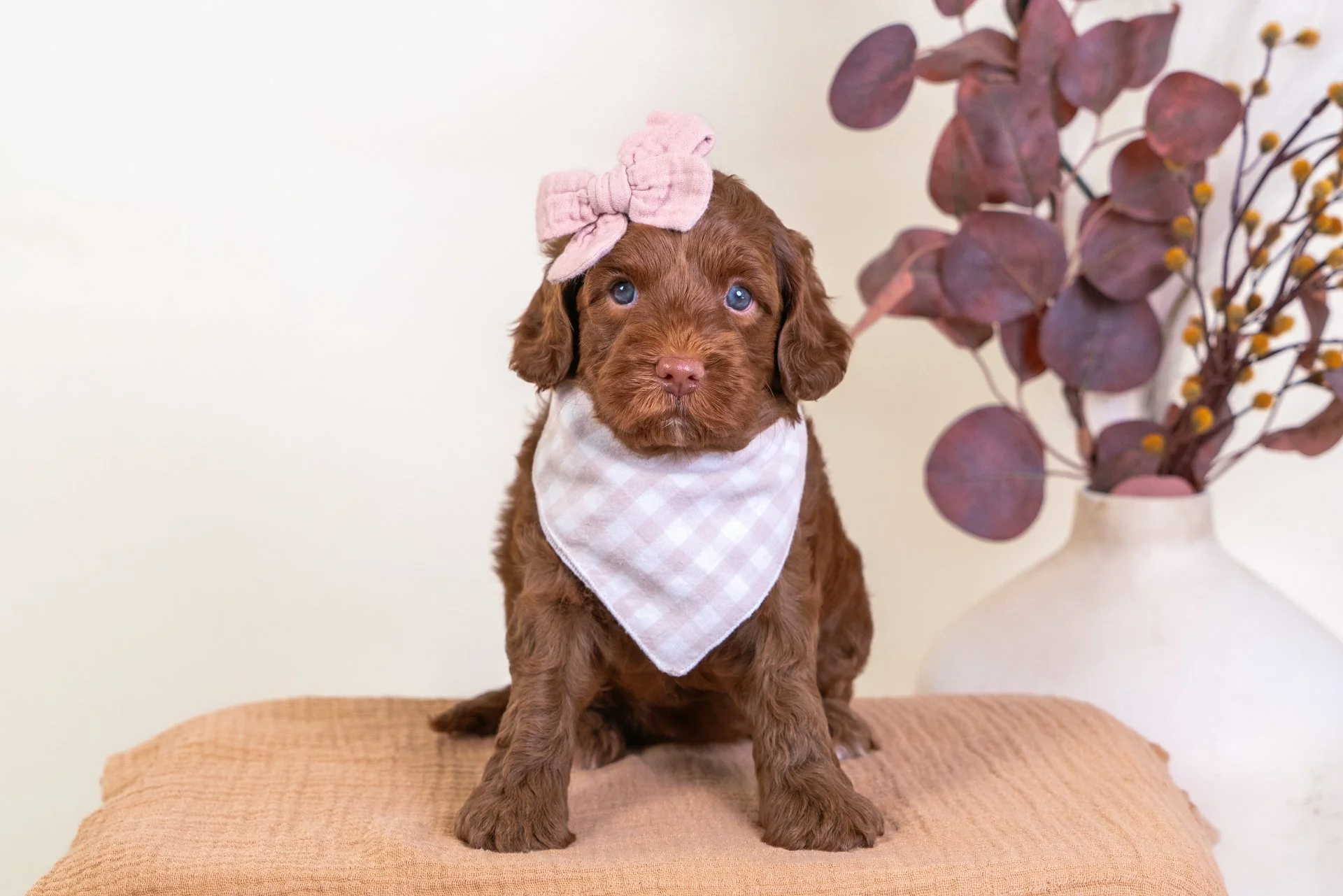Cider's Girl Amber (Labradoodle)