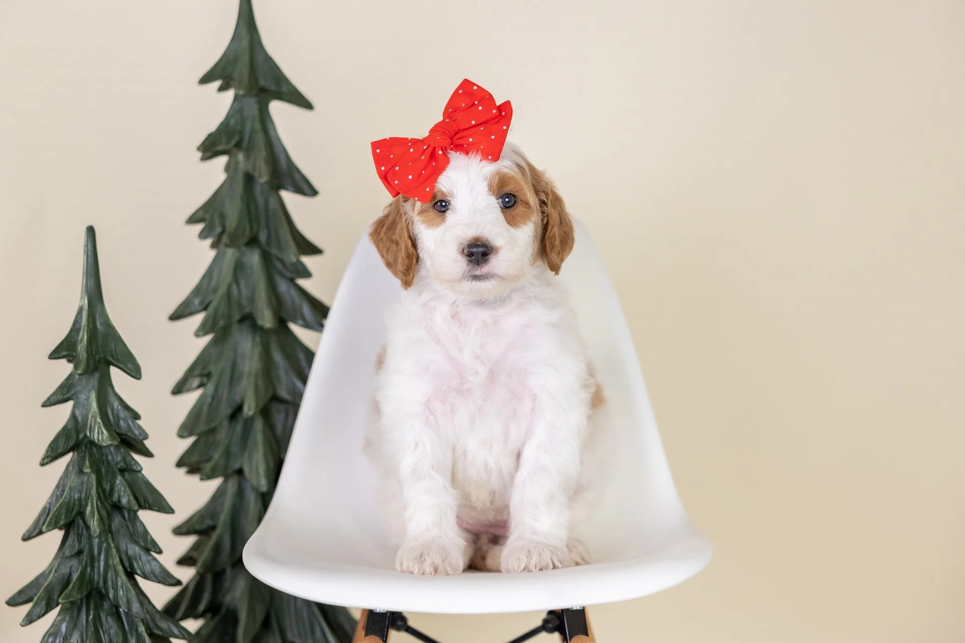 Cara's Girl Violet (Goldendoodle)