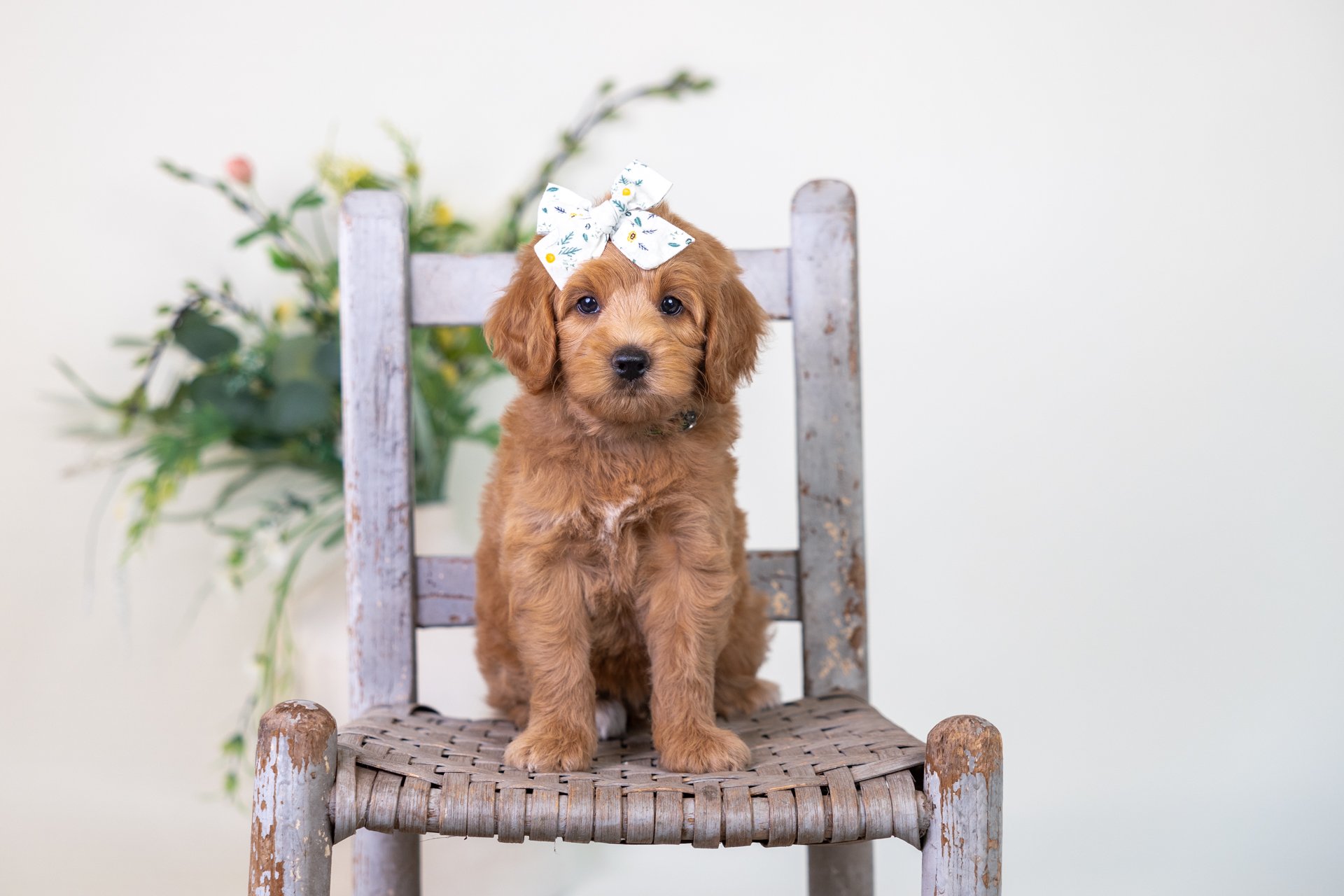 Coral's Girl Jade (Labradoodle)