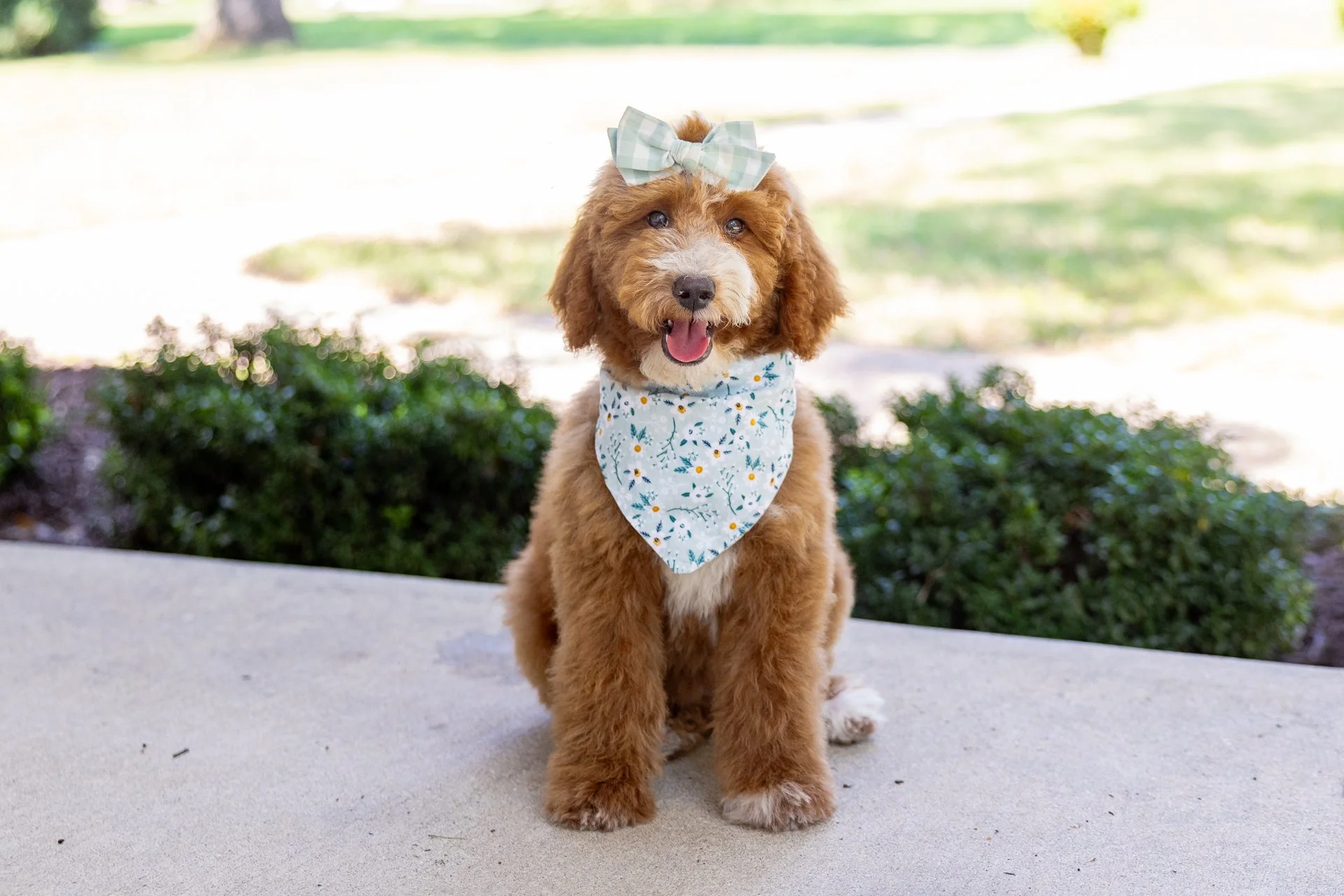 Gemma's Girl Maple (Goldendoodle)