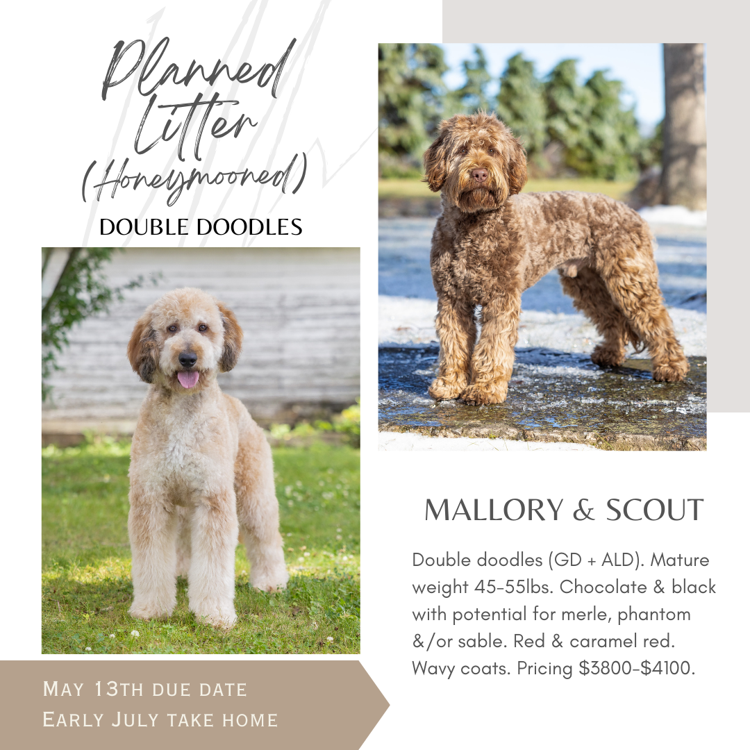 Flyer advertising planned litter of double doodle puppies. Features photographs of two dogs, one puppy and one adult, with details about the breed, weight, color, and pricing. Notes a due date of May 13th and early July take home.
