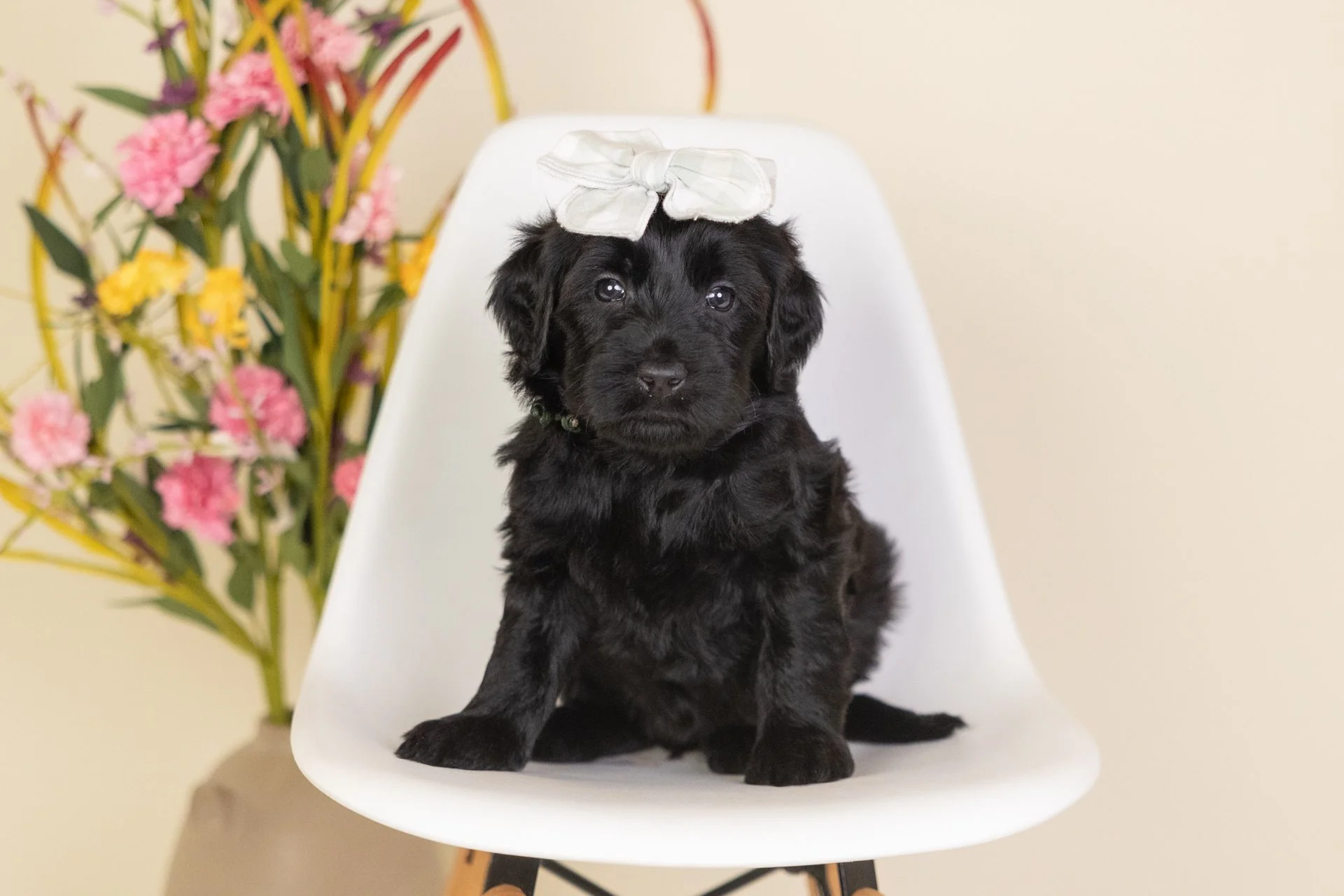 Mallory's Girl Willow (Double Doodle)