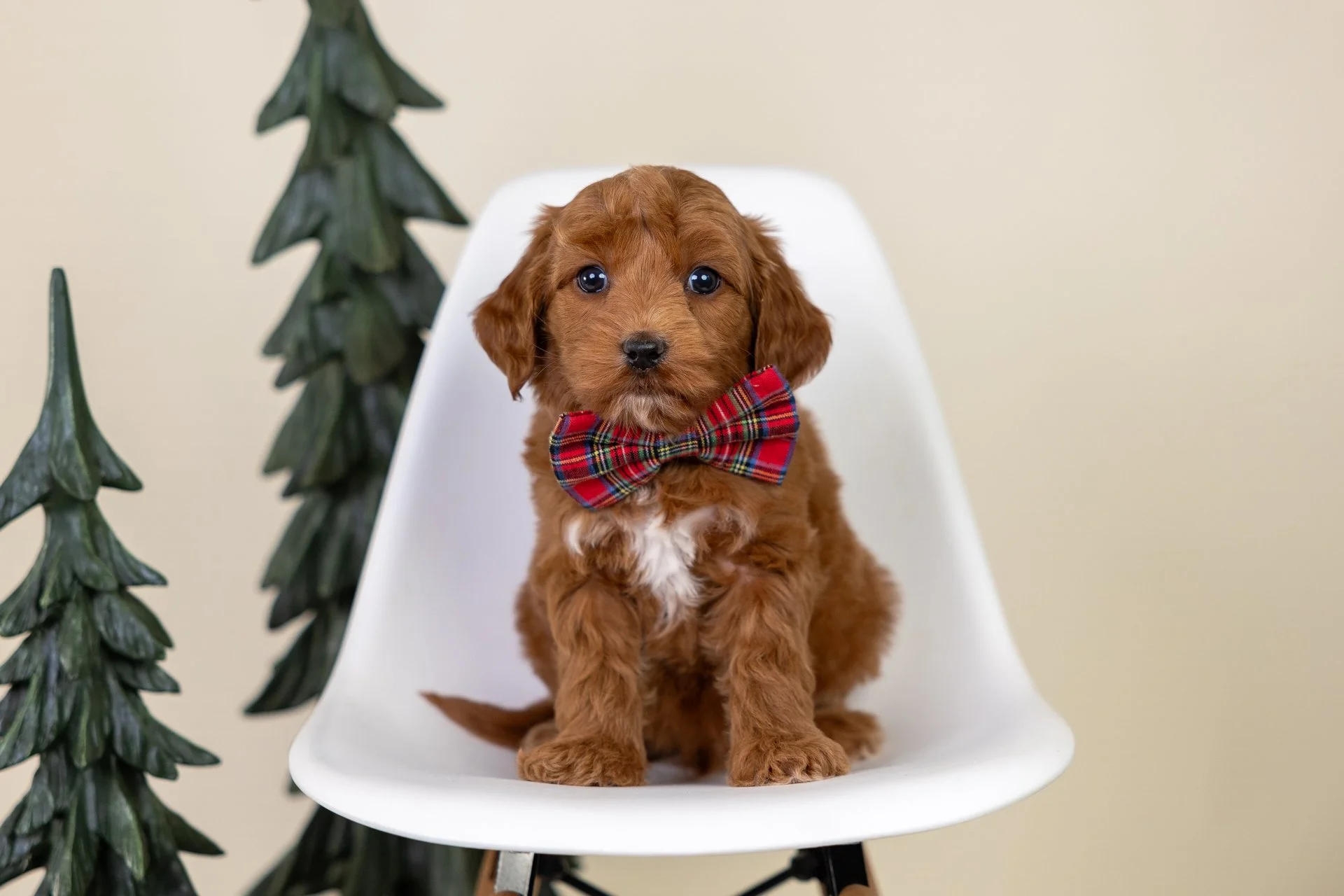 Pepper's Boy Garnet (Double Doodle)