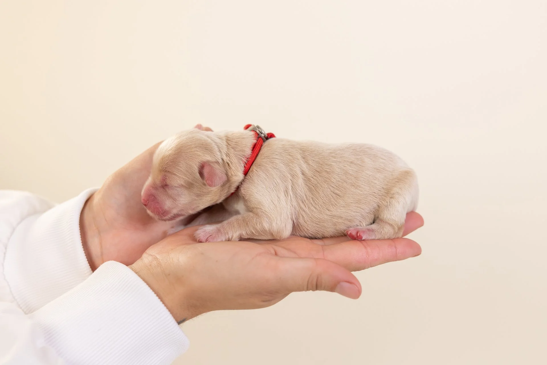 SailorsRubyLateral2.jpg