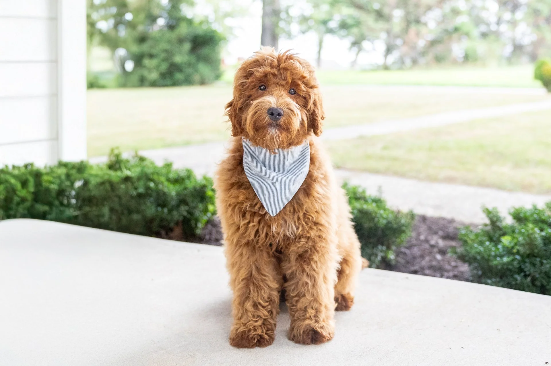 Shiloh's Boy Juniper (Goldendoodle)