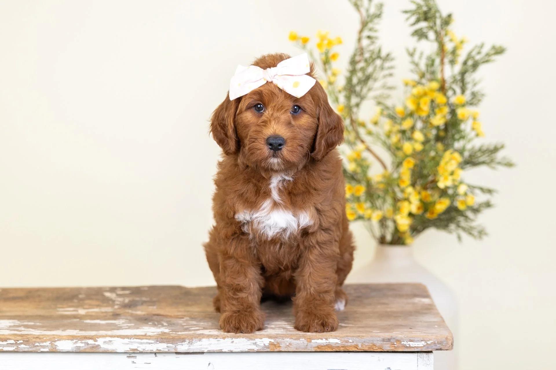 Penny's Girl Amber (Goldendoodle)
