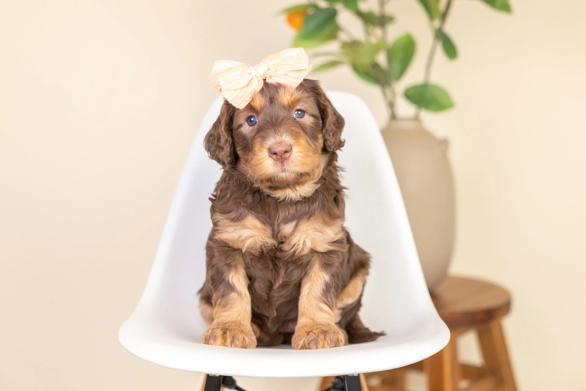 A cute brown puppy with blue eyes sitting on a white modern chair, wearing a beige bow on its head. In the background, there is a beige wall, a potted plant, and a wooden stool.