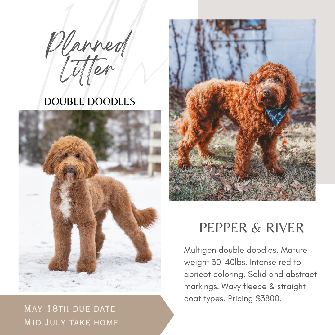 A flyer or advertisement featuring two images of red, curly-haired dogs, with text about planned litter and specific dog breeds, Pepper and River, including details about their age, weight, coloring, markings, coat types, and pricing.