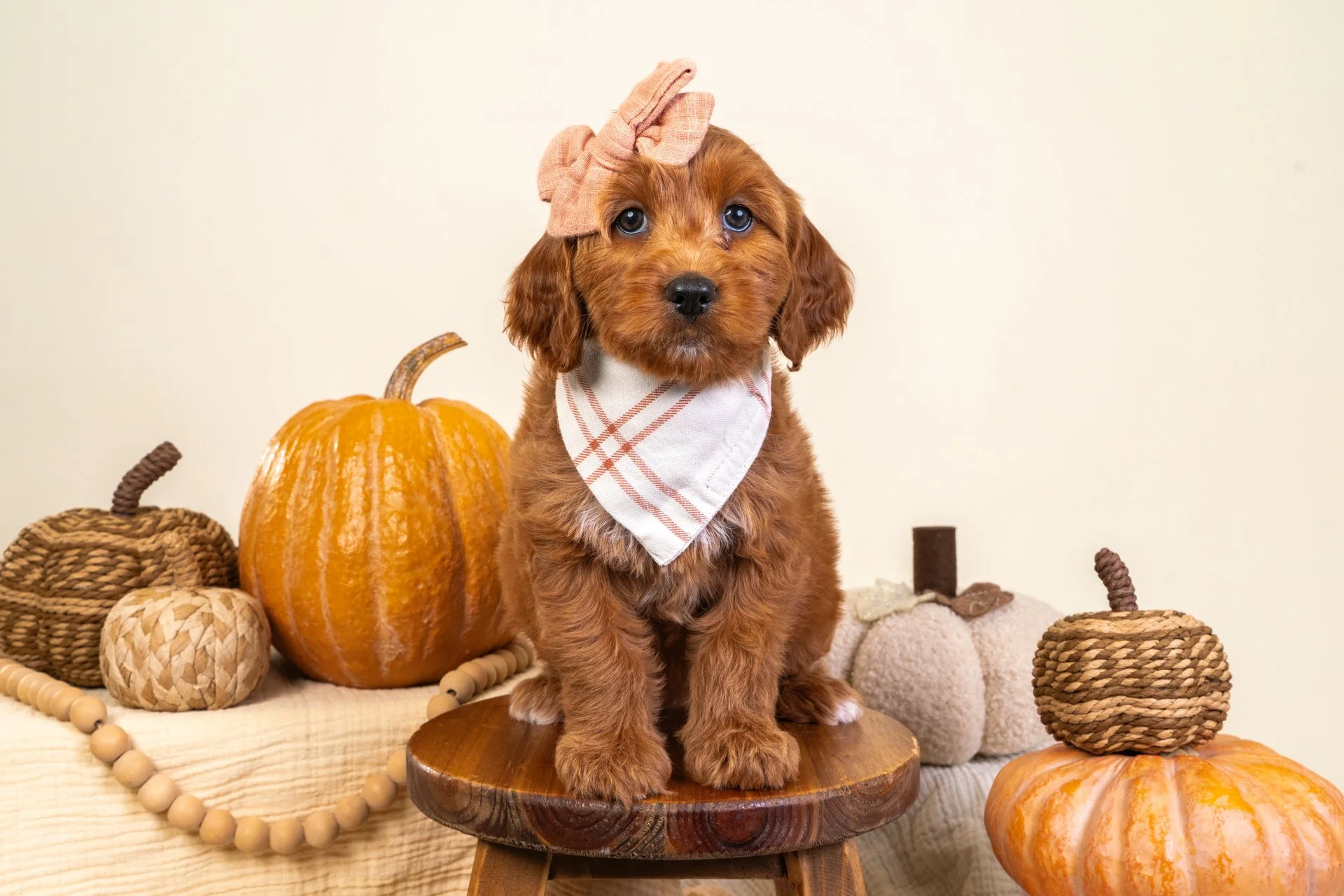 Marlowe's Girl Daisy (Goldendoodle)
