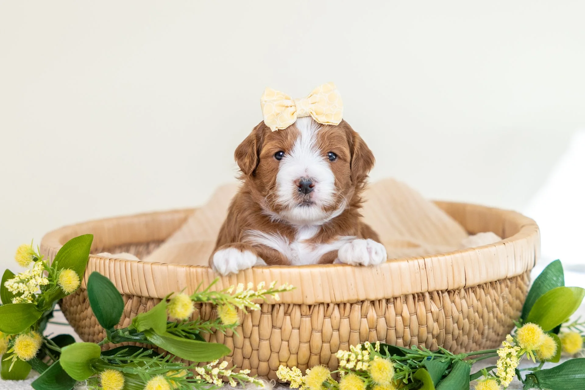 A cute brown and white puppy with a yellow bow on its head sitting in a wicker basket surrounded by yellow flowers