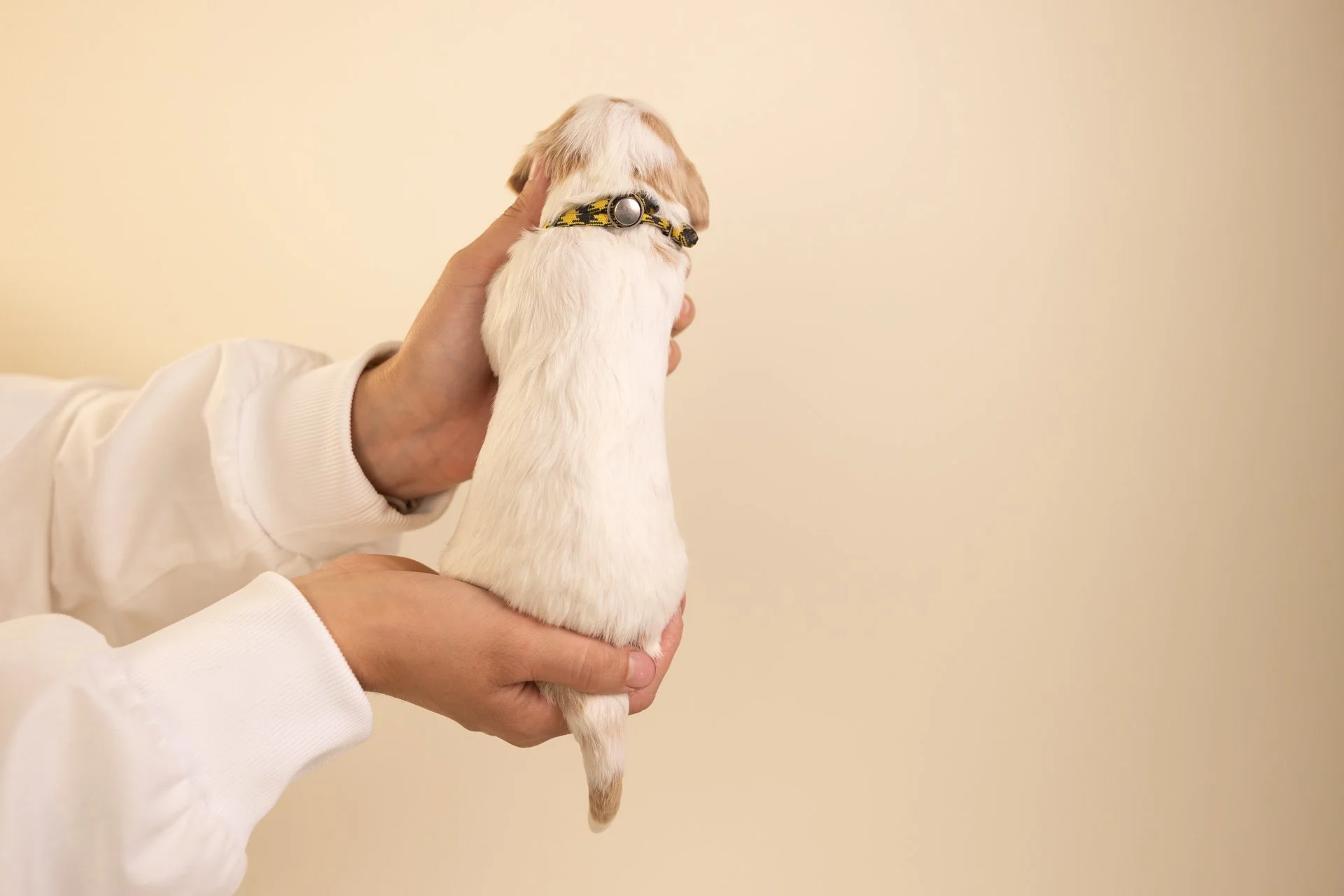 CarasAmberPosterior.jpg