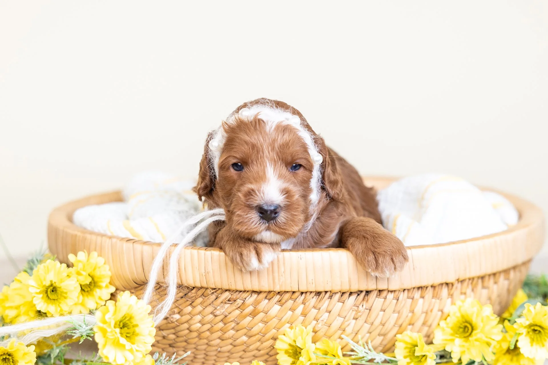 June's Girl Savannah (Labradoodle)