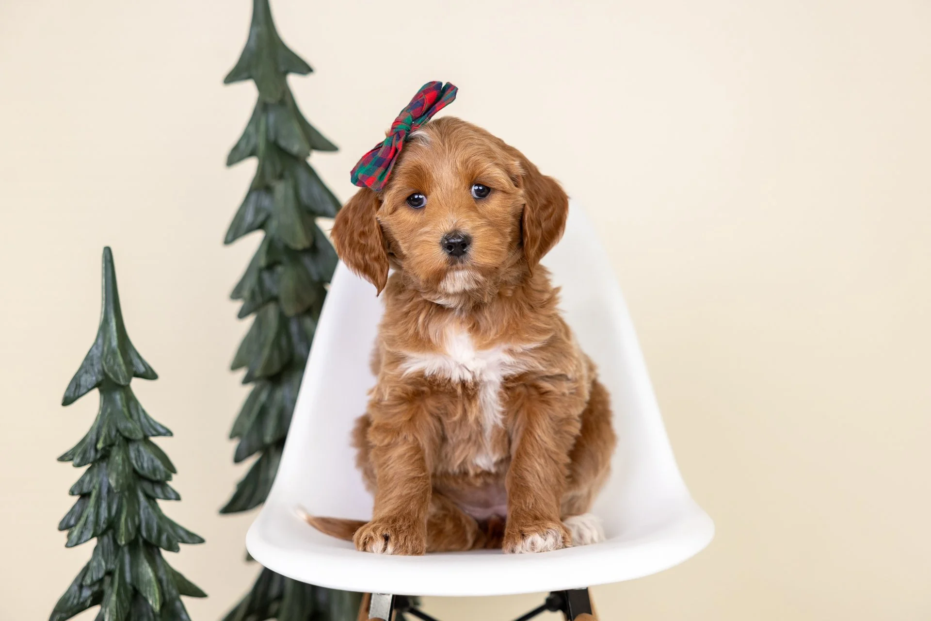 Pepper's Girl Maple (Double Doodle)