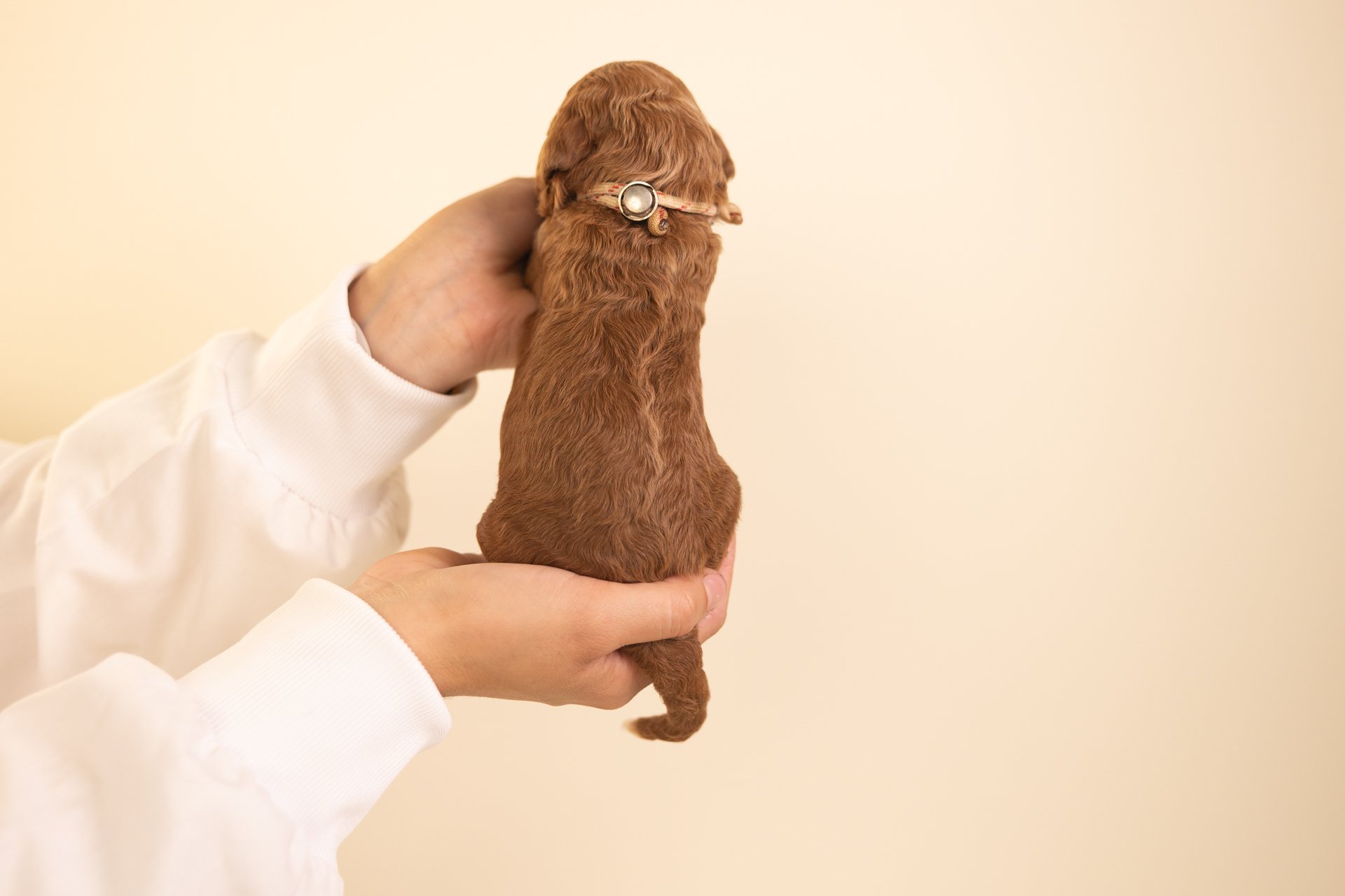 KitsBarleyPosterior.jpg