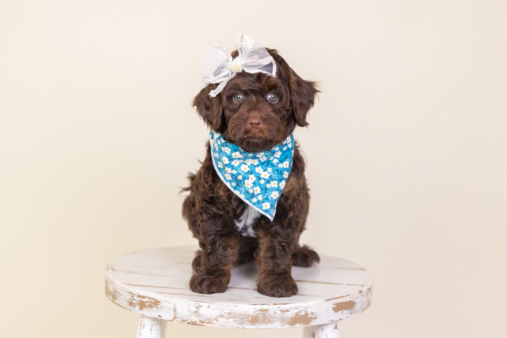 Holland's Girl Indigo (Labradoodle)
