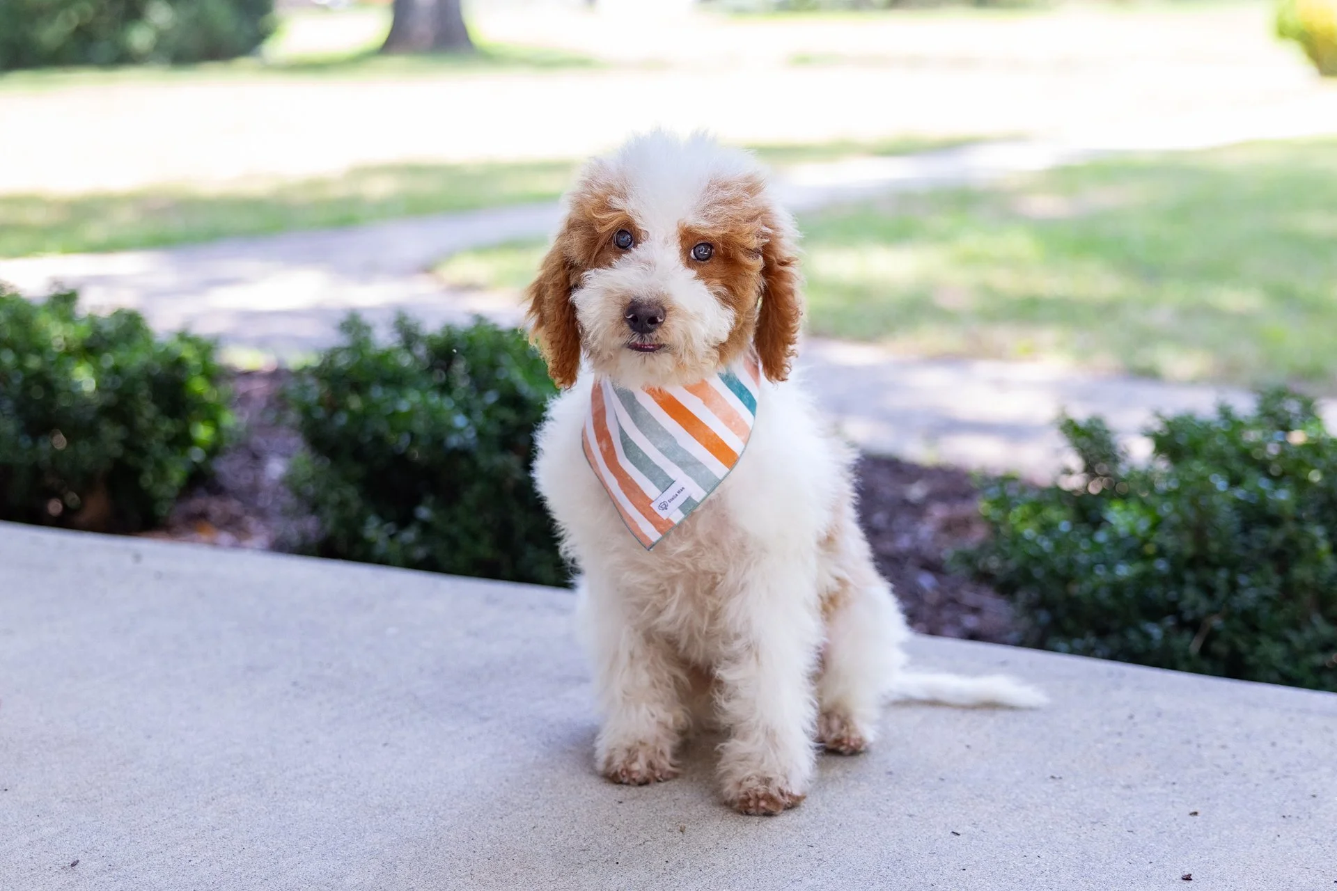 Gemma's Boy Royal (Goldendoodle)
