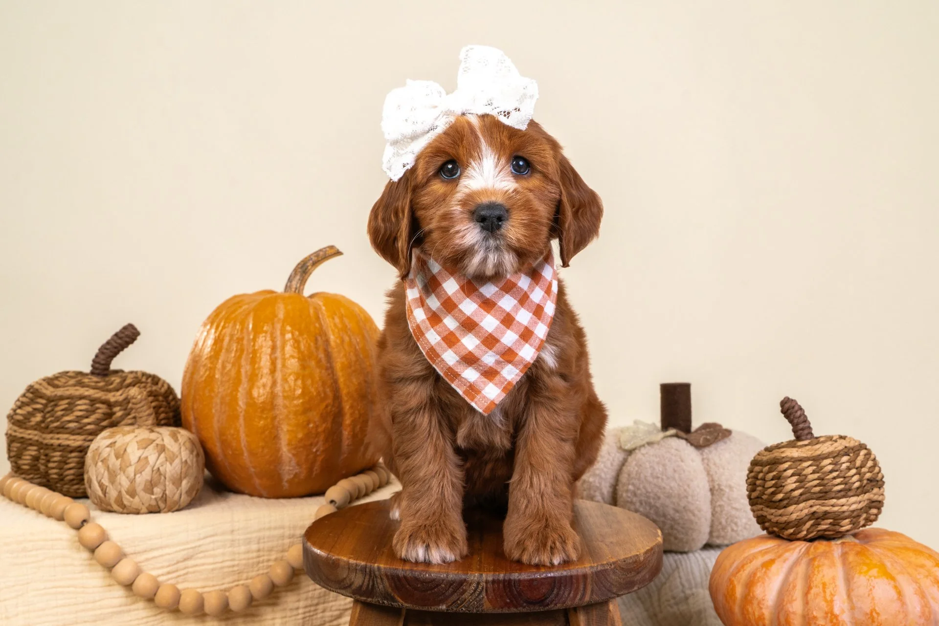 Marlowe's Girl Arielle (Goldendoodle)