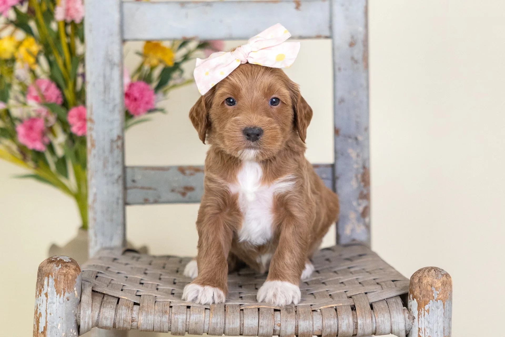 Cara's Girl Capri (Goldendoodle)