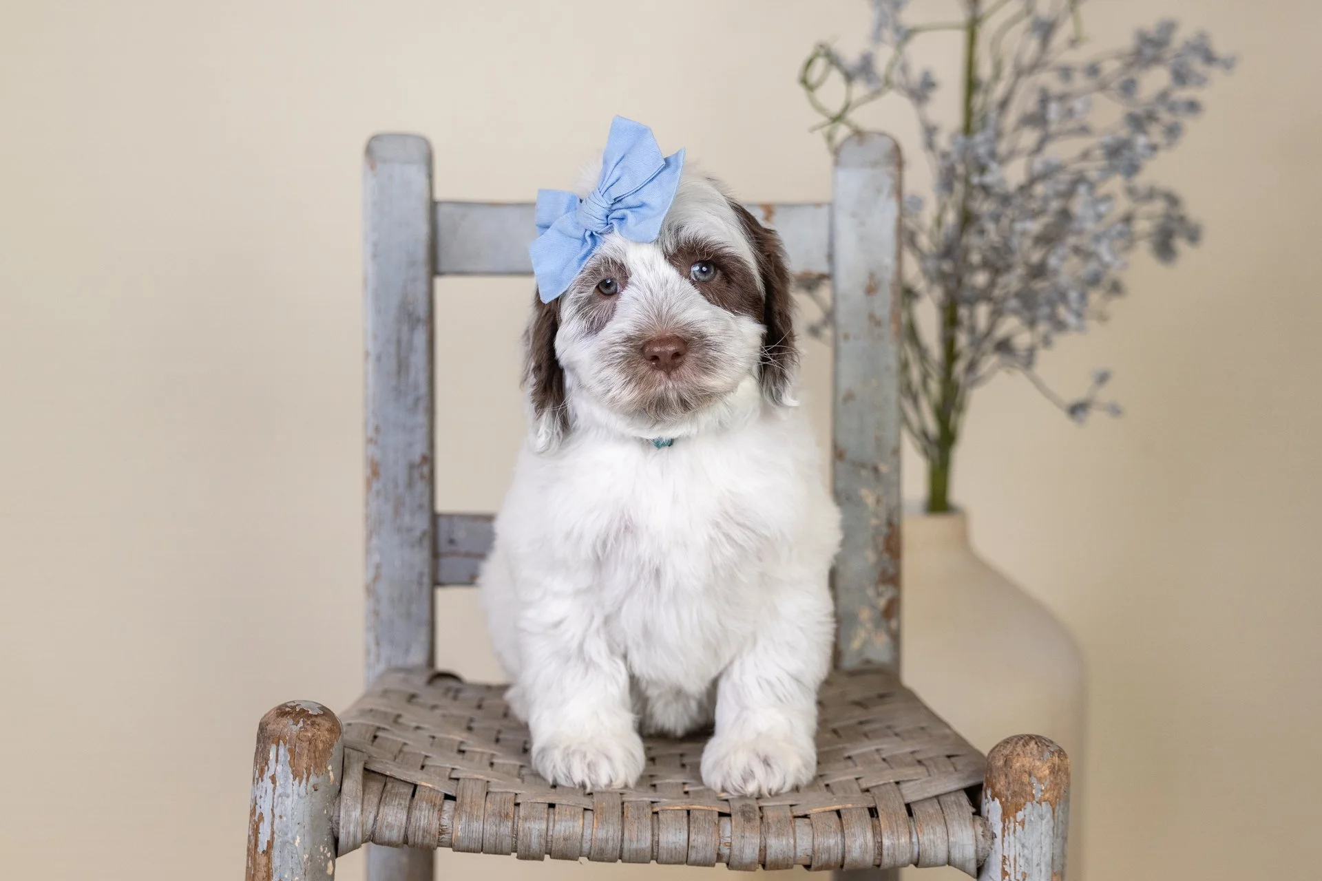 Dottie's Girl Arielle (Labradoodle)