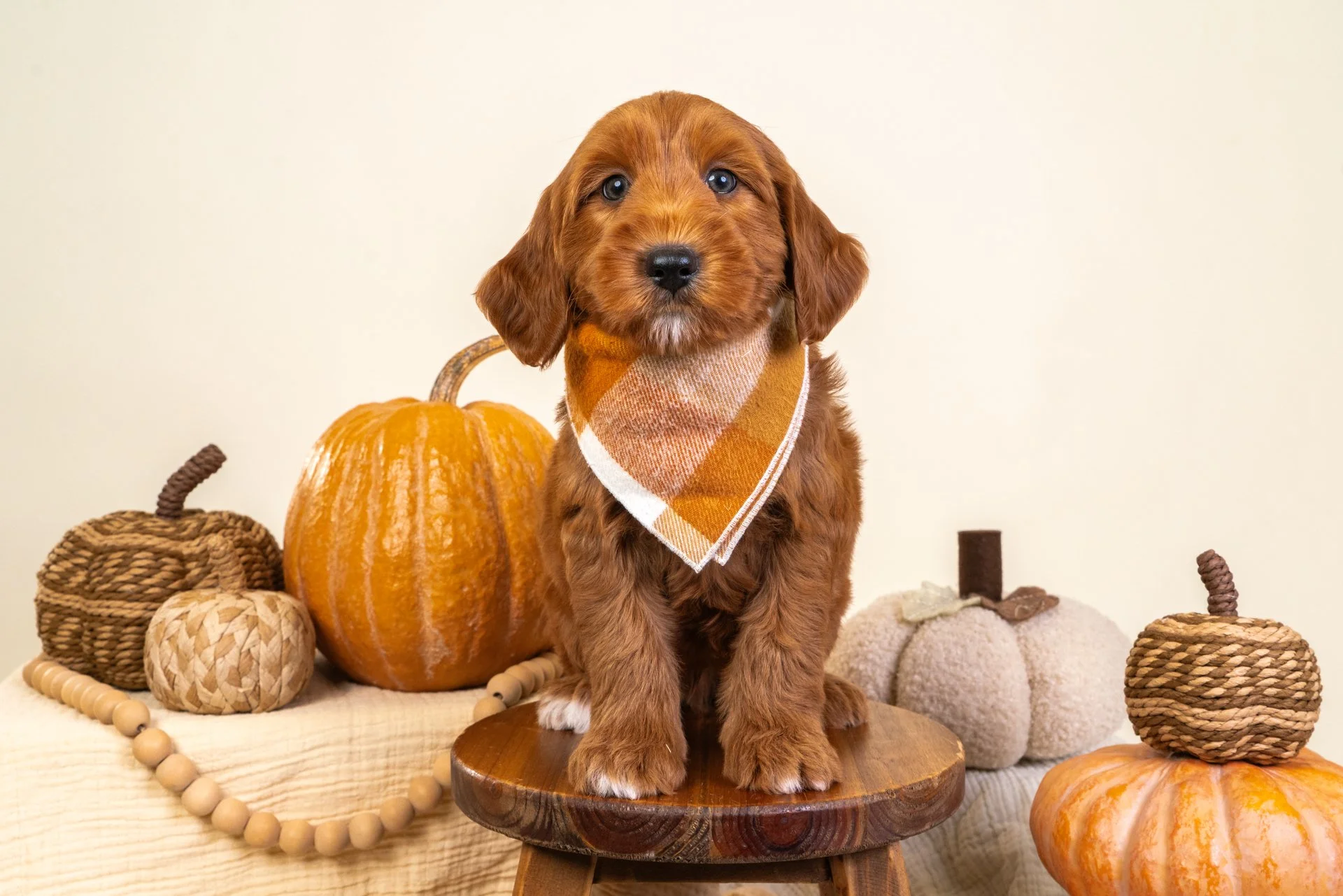 Marlowe's Boy Mars (Goldendoodle)