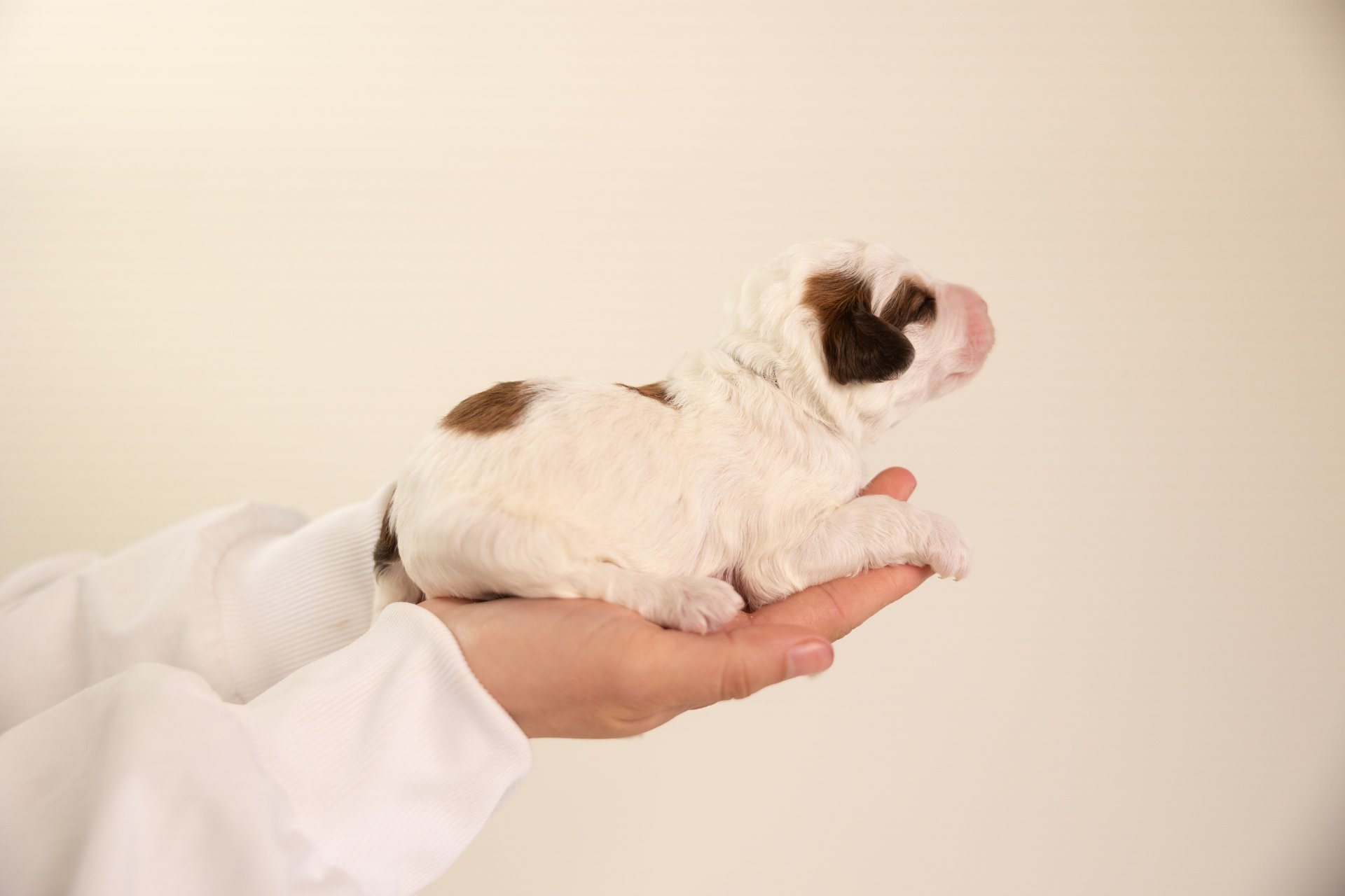 MollysFlintLateral1.jpg