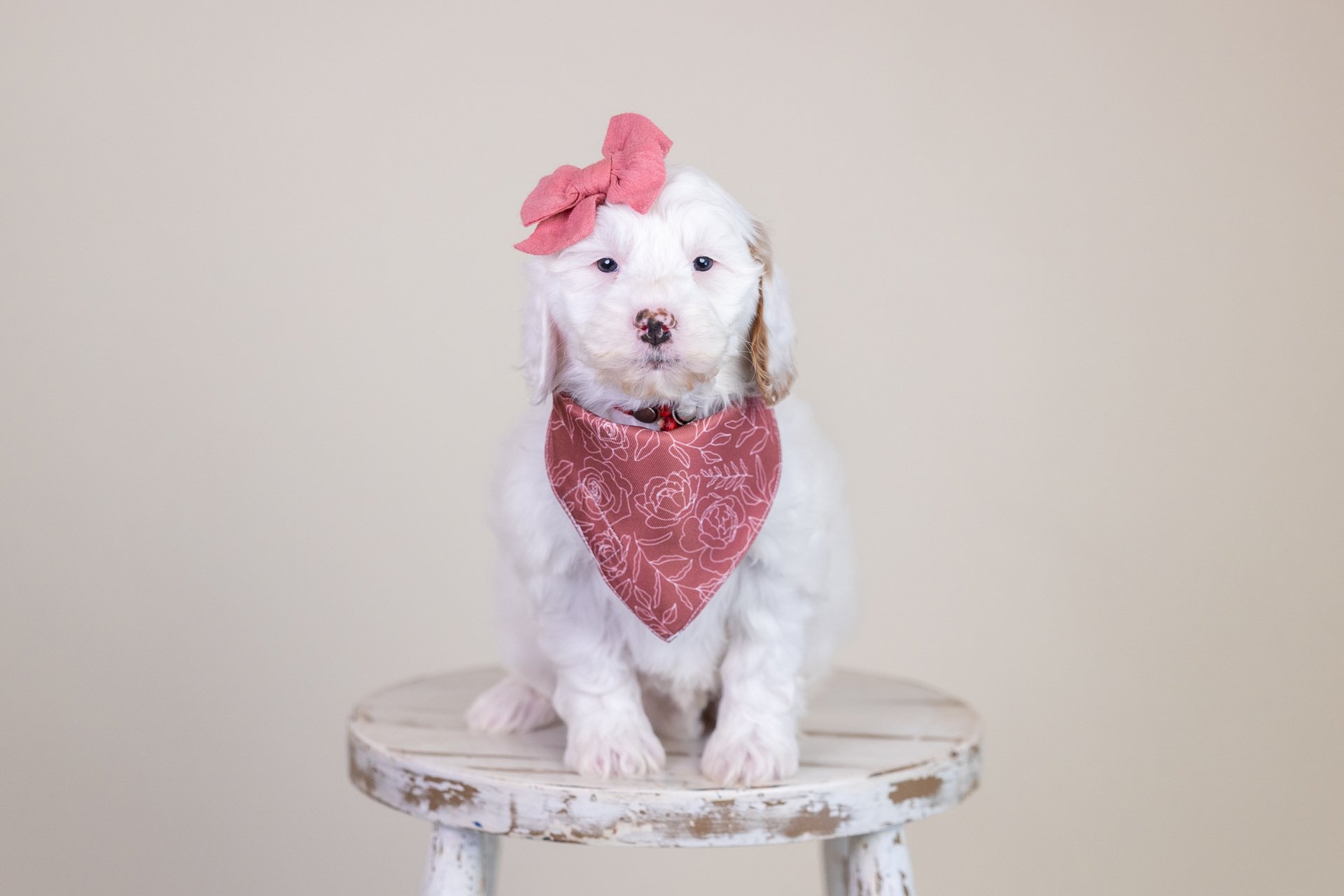 Penny's Girl Ruby (Double Doodle)