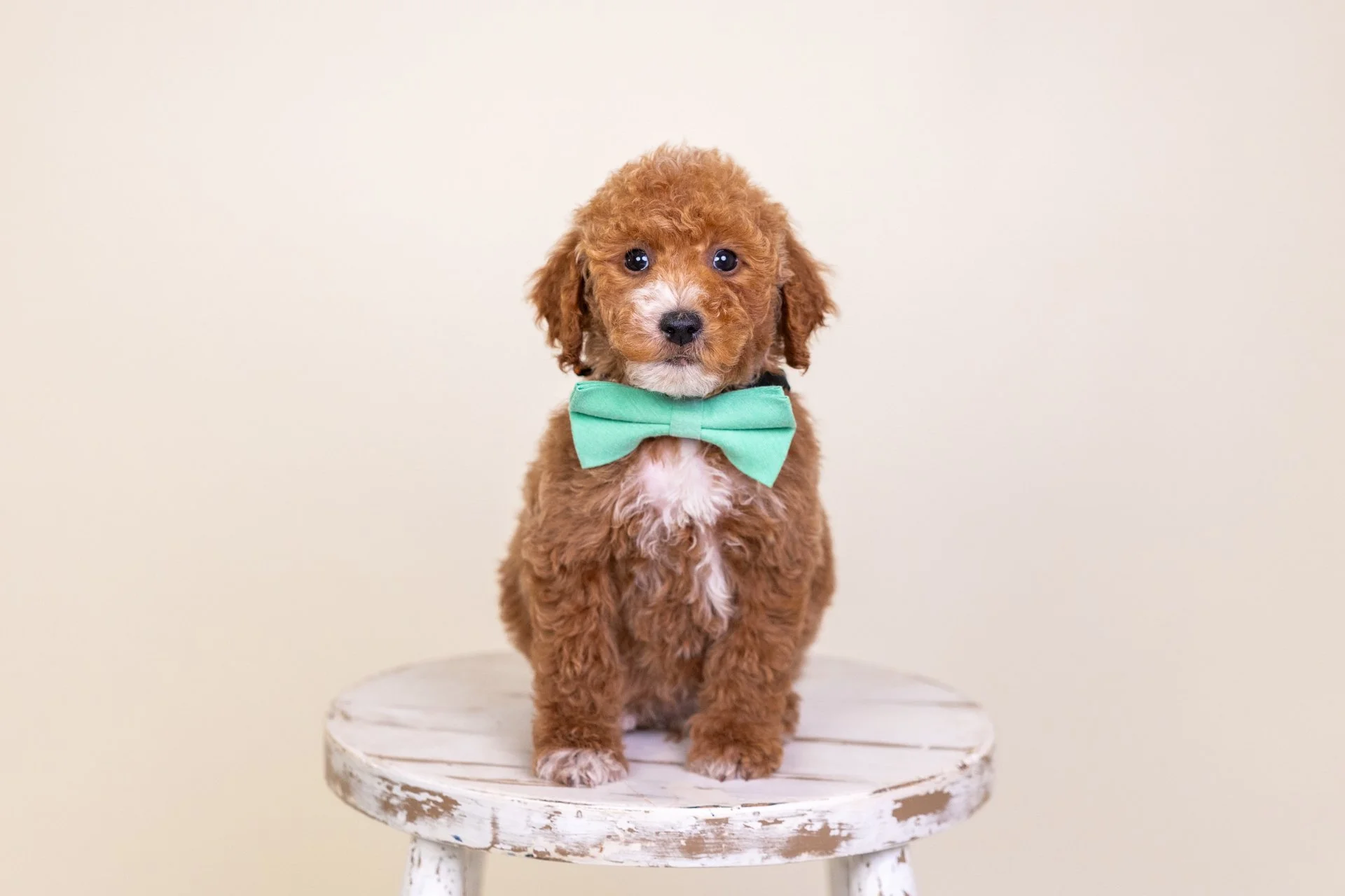 Cara's Boy Asher (Goldendoodle)