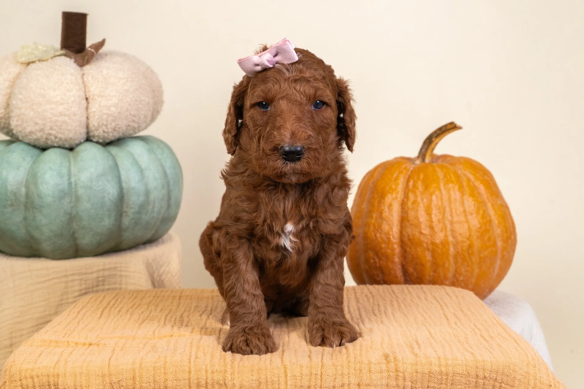 Gemma's Girl Maple (Goldendoodle)