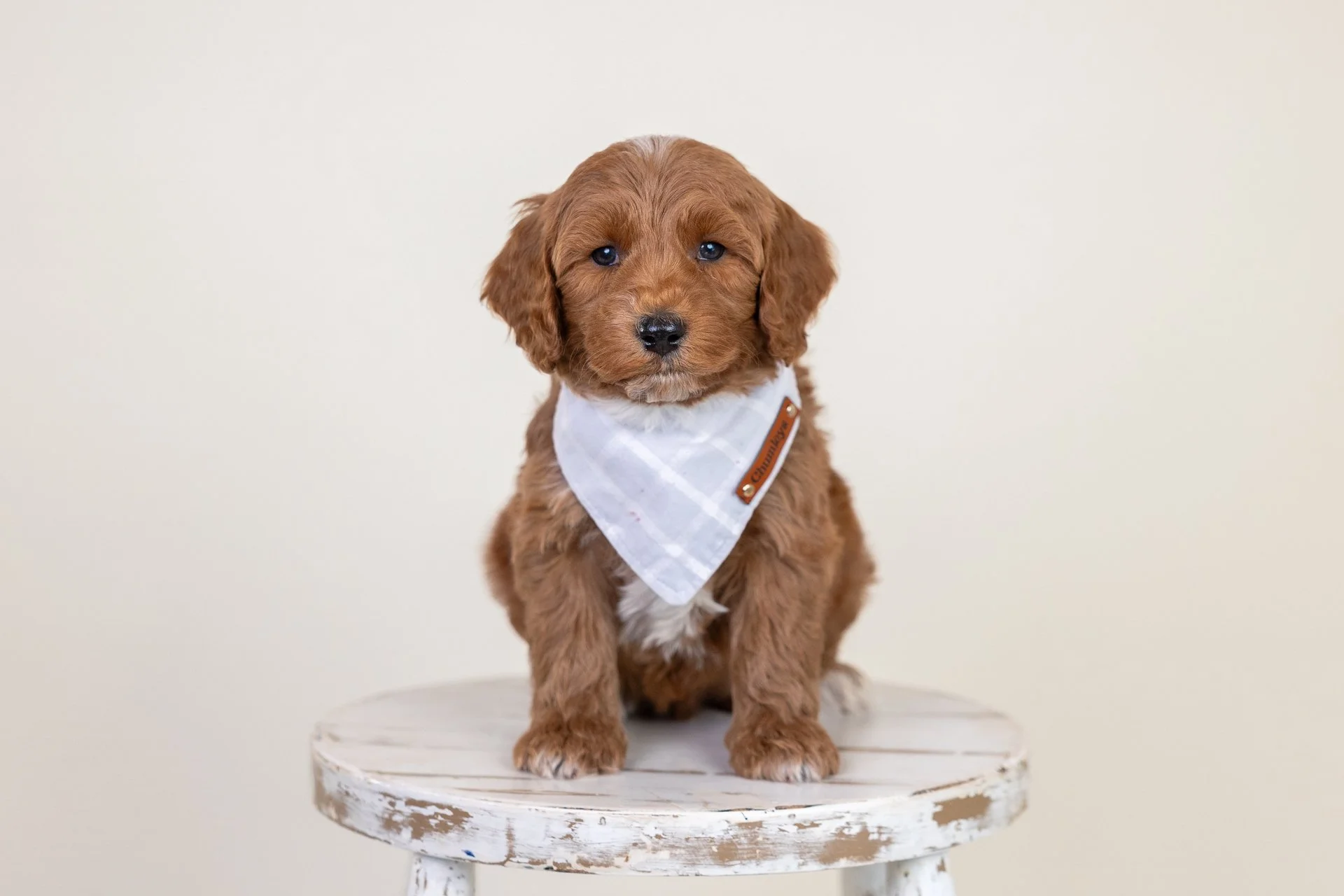 June's Boy Adrian (Labradoodle)