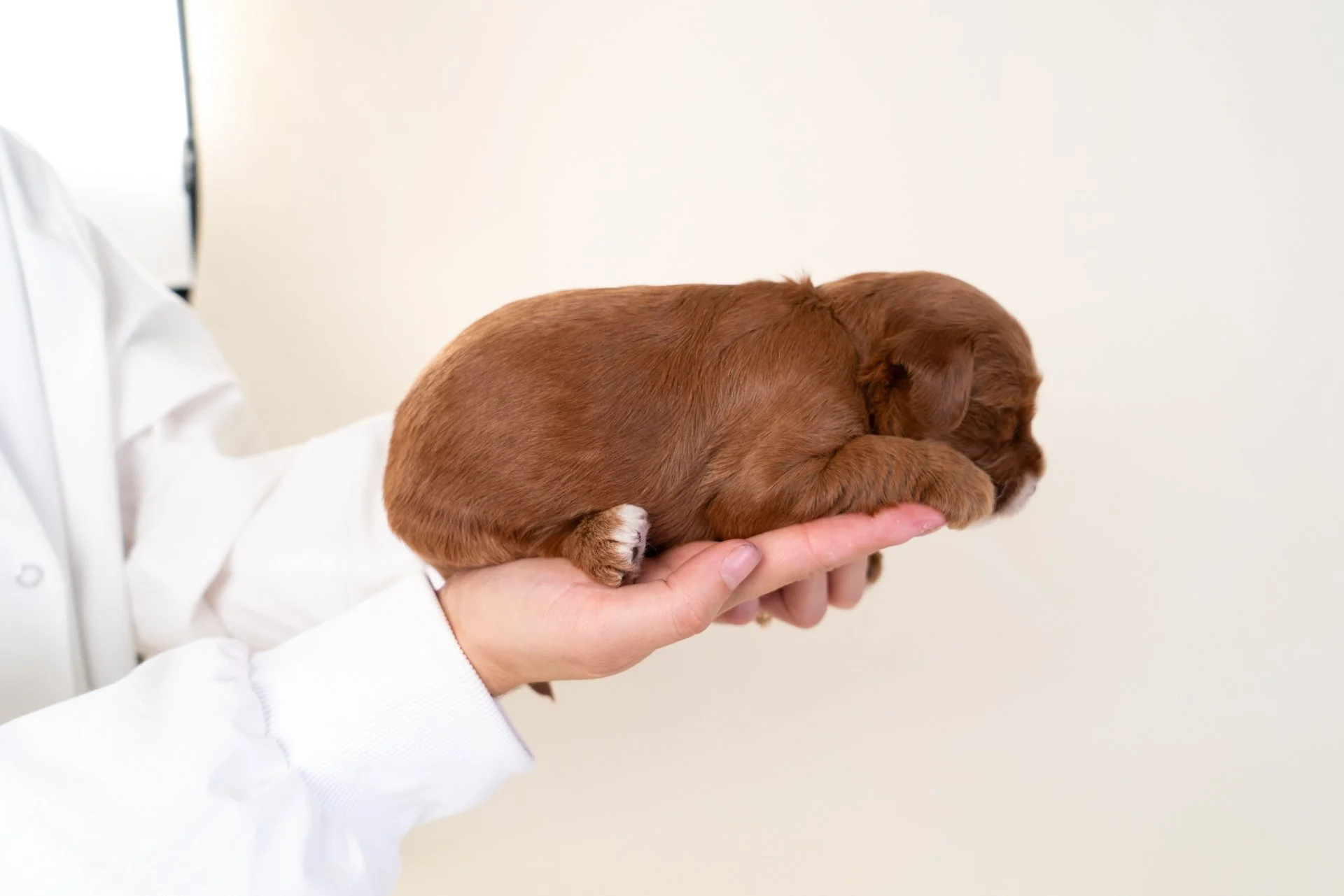 MarlowesIndigoLateral1.jpg