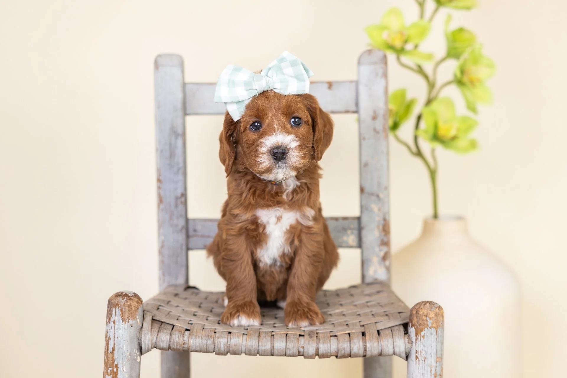 A adorable brown puppy with white markings on the chest and a fluffy coat, sitting on a rustic wooden chair. The puppy has a light blue and white checkered bow on its head and is looking directly at the camera. In the background, there is a beige wall with a white vase containing a green leafy plant.