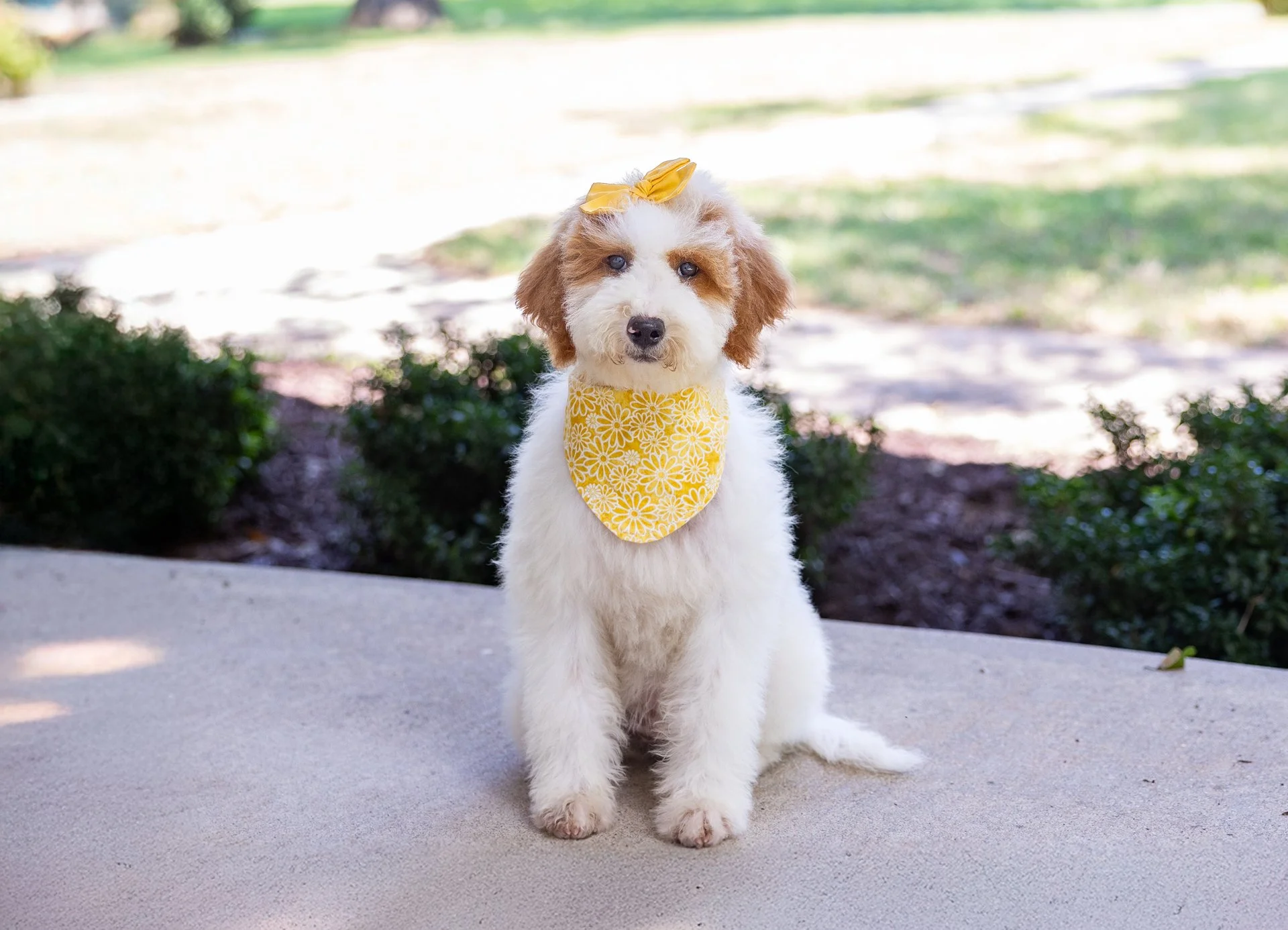 Gemma's Girl Savannah (Goldendoodle)