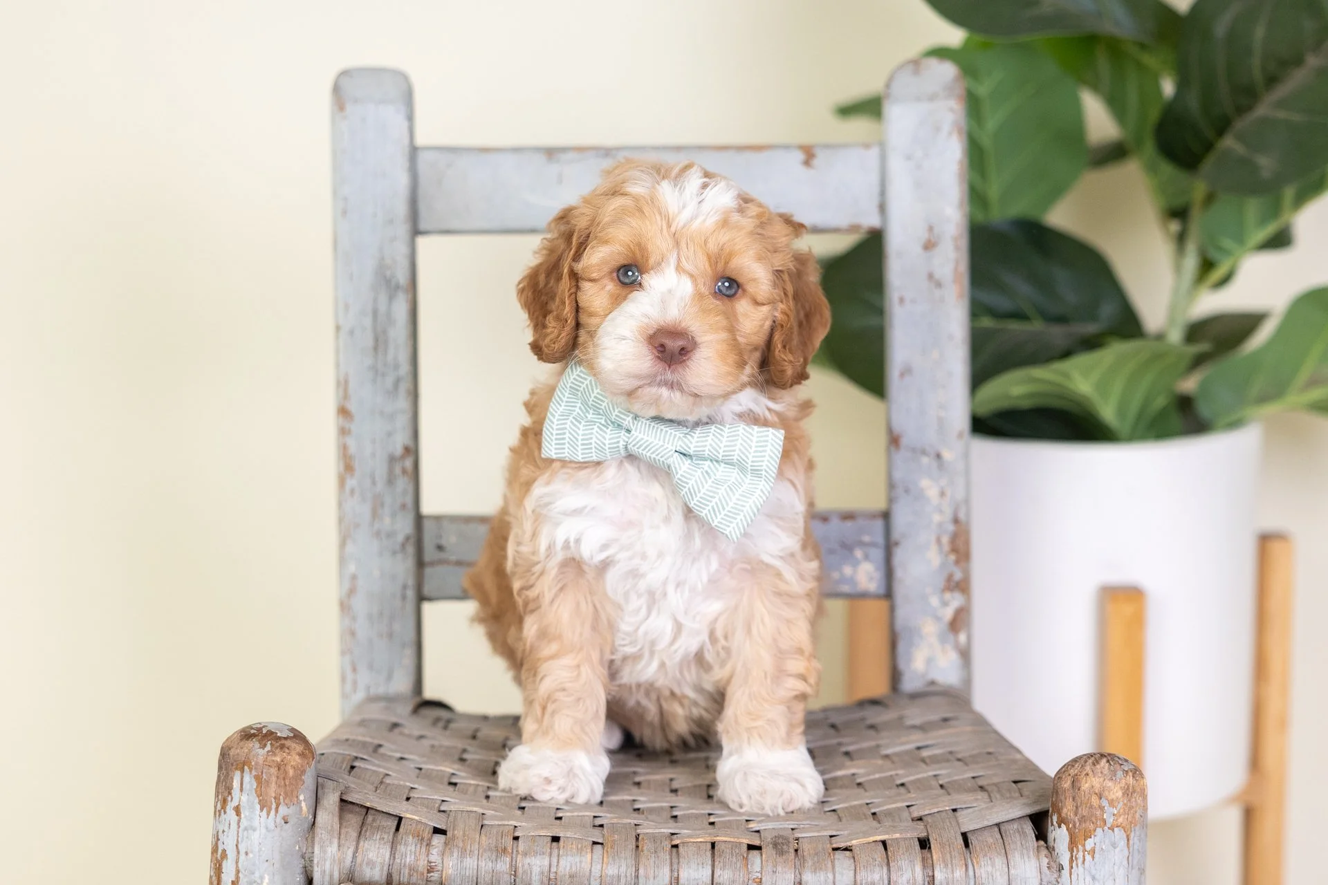 A cute brown and white puppy with a yellow bow on its head sitting in a wicker basket surrounded by yellow flowers