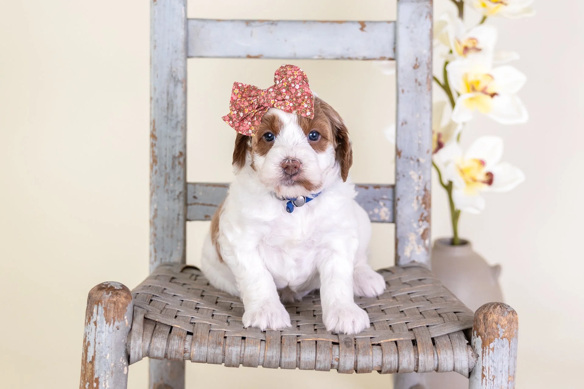 Penny's Girl Capri (Goldendoodle)