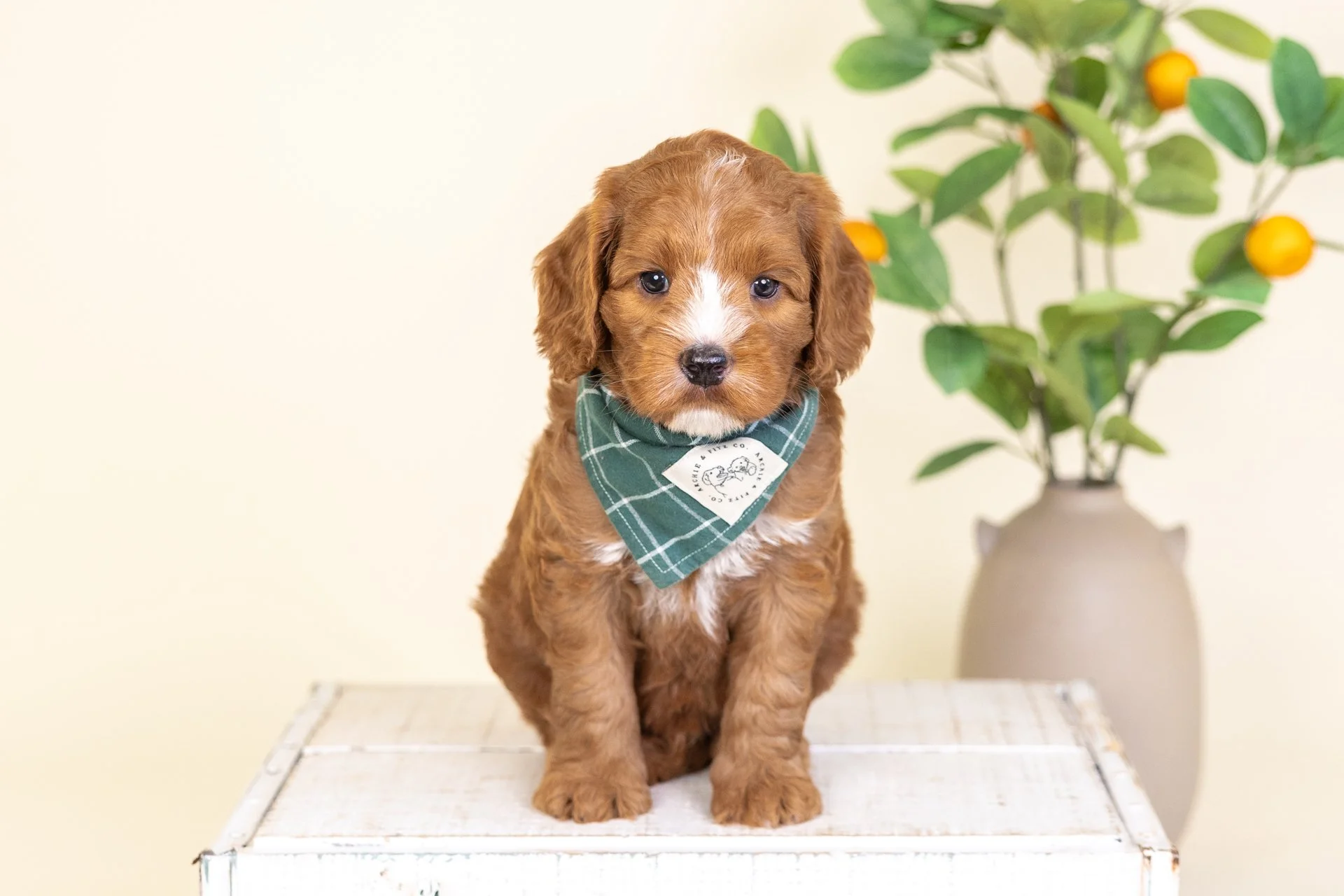 Bristol's Boy Flint (Labradoodle)