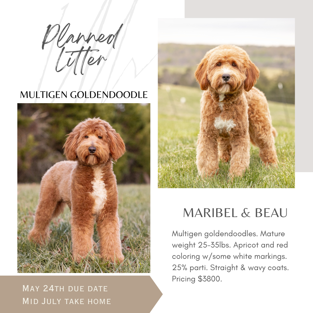 A digital flyer for planned dog adoption featuring two photos of a multigen golden doodle puppy named Maribel & Beau. The flyer includes details about the dog's age, weight, color, coat type, and price, with a due date and take-home date.