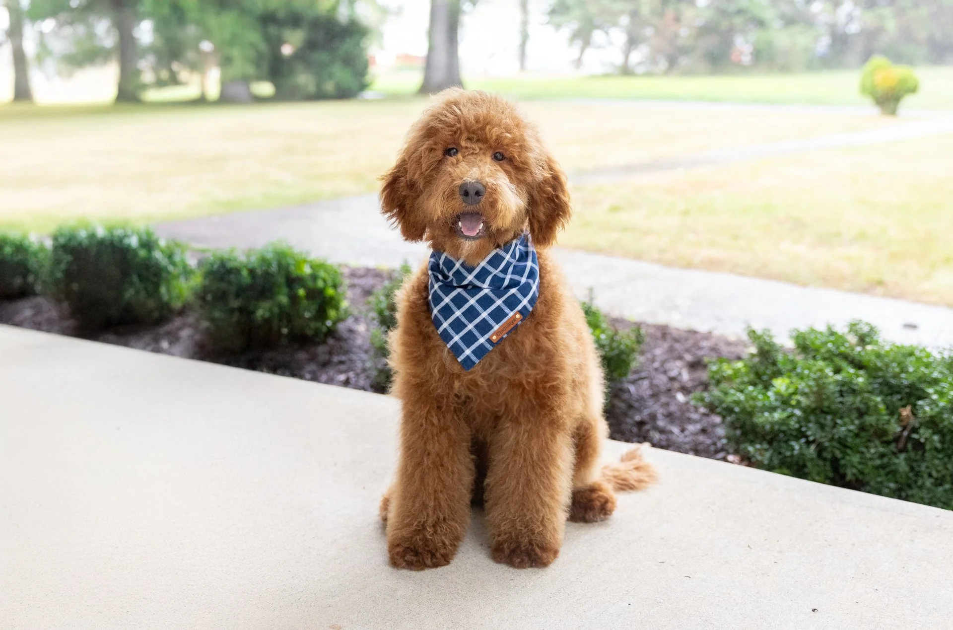 Shiloh's Boy Sky (Goldendoodle)