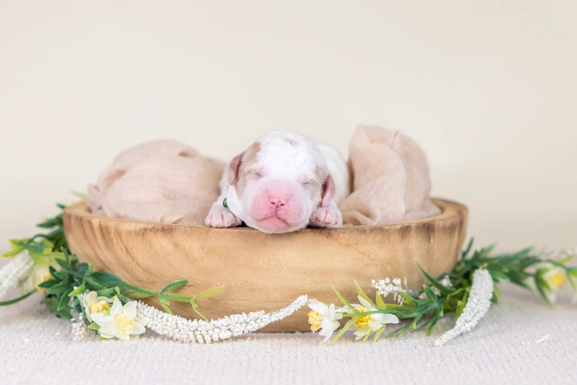 Wren's Boy Lucky (Goldendoodle)