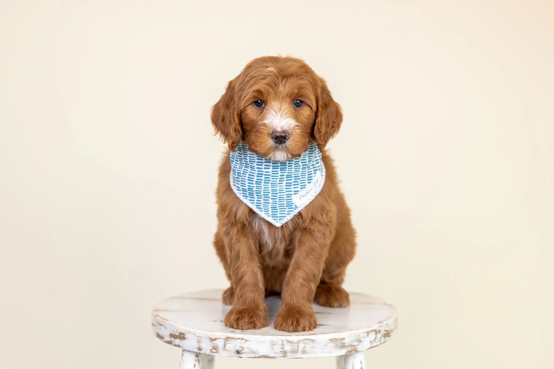 Shiloh's Boy Mars (Goldendoodle)