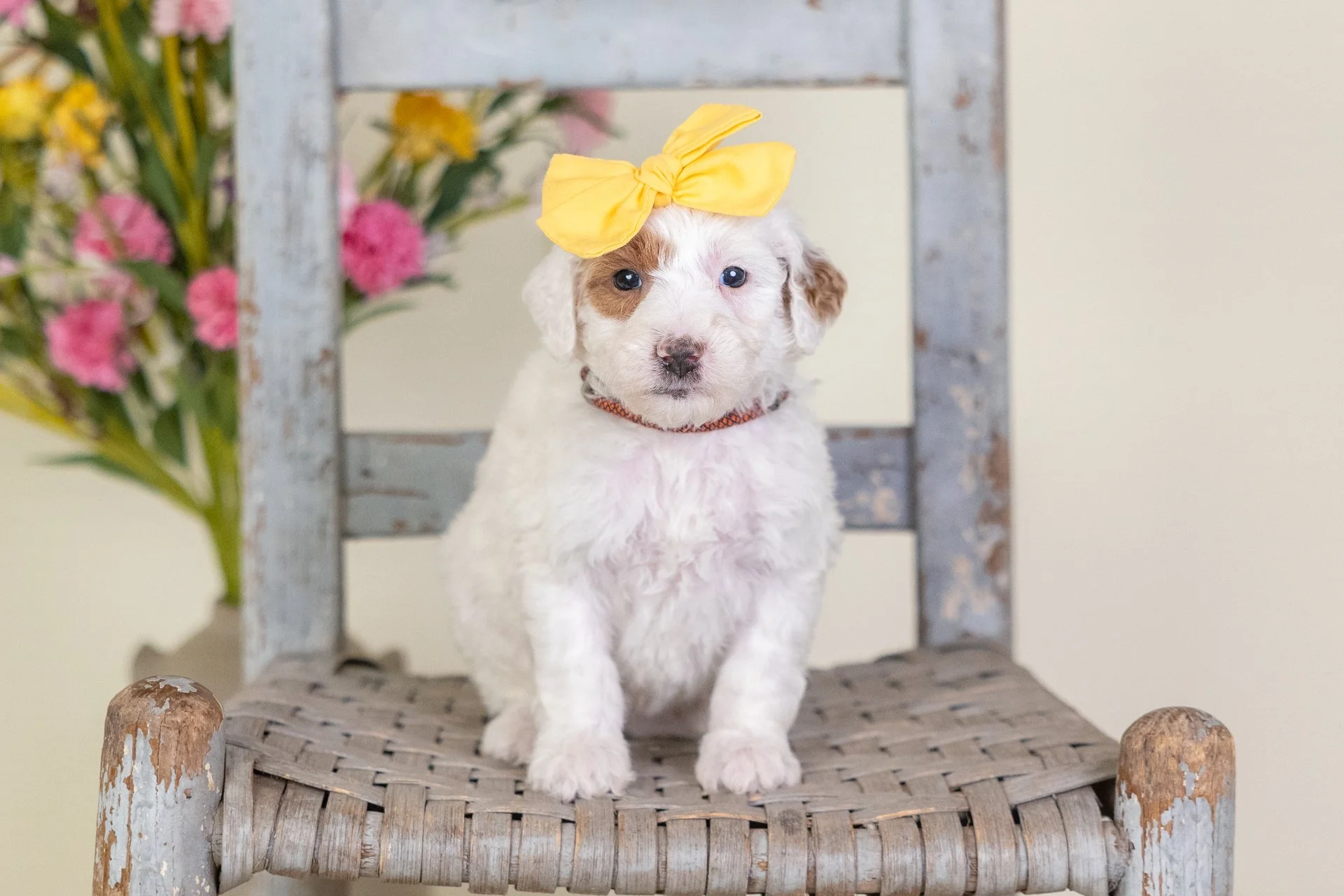Cara's Girl Maple (Goldendoodle)