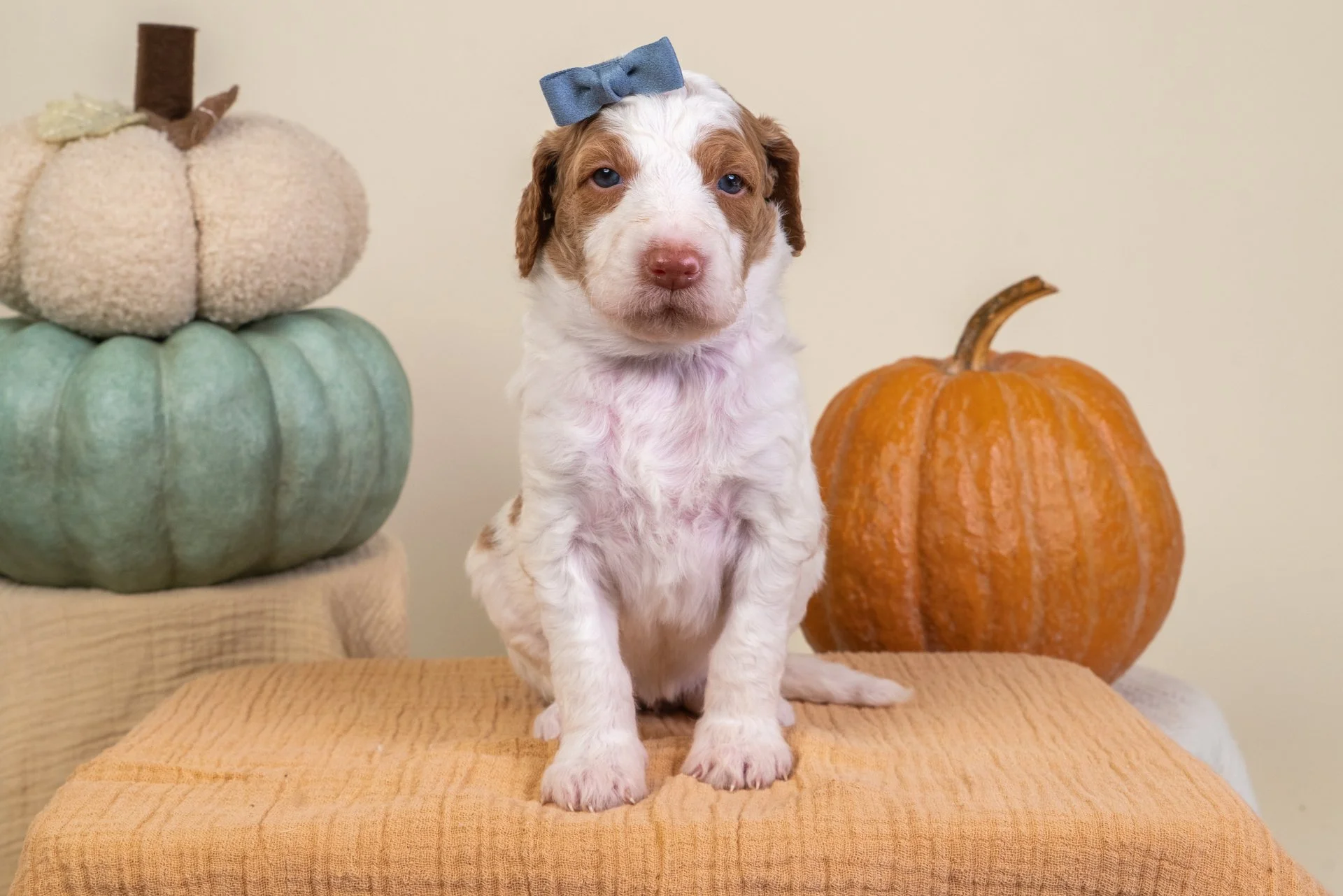 Gemma's Girl Chestnut (Goldendoodle)