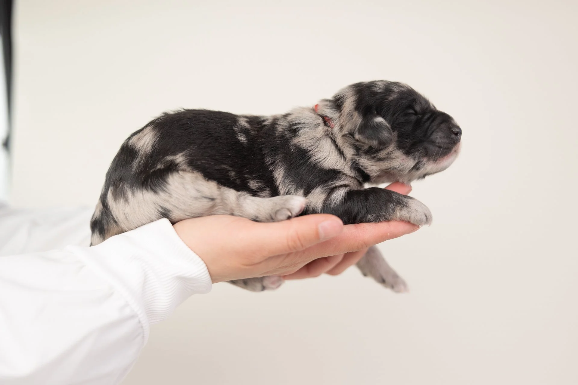 RosiesRubyLateral1.jpg