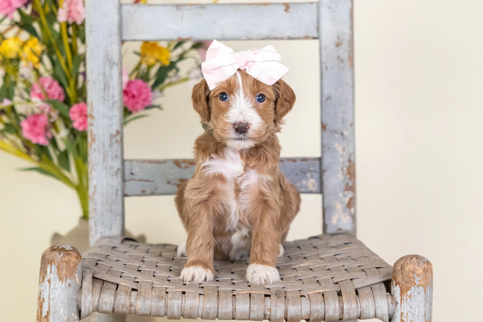 Cara's Girl Willow (Goldendoodle)