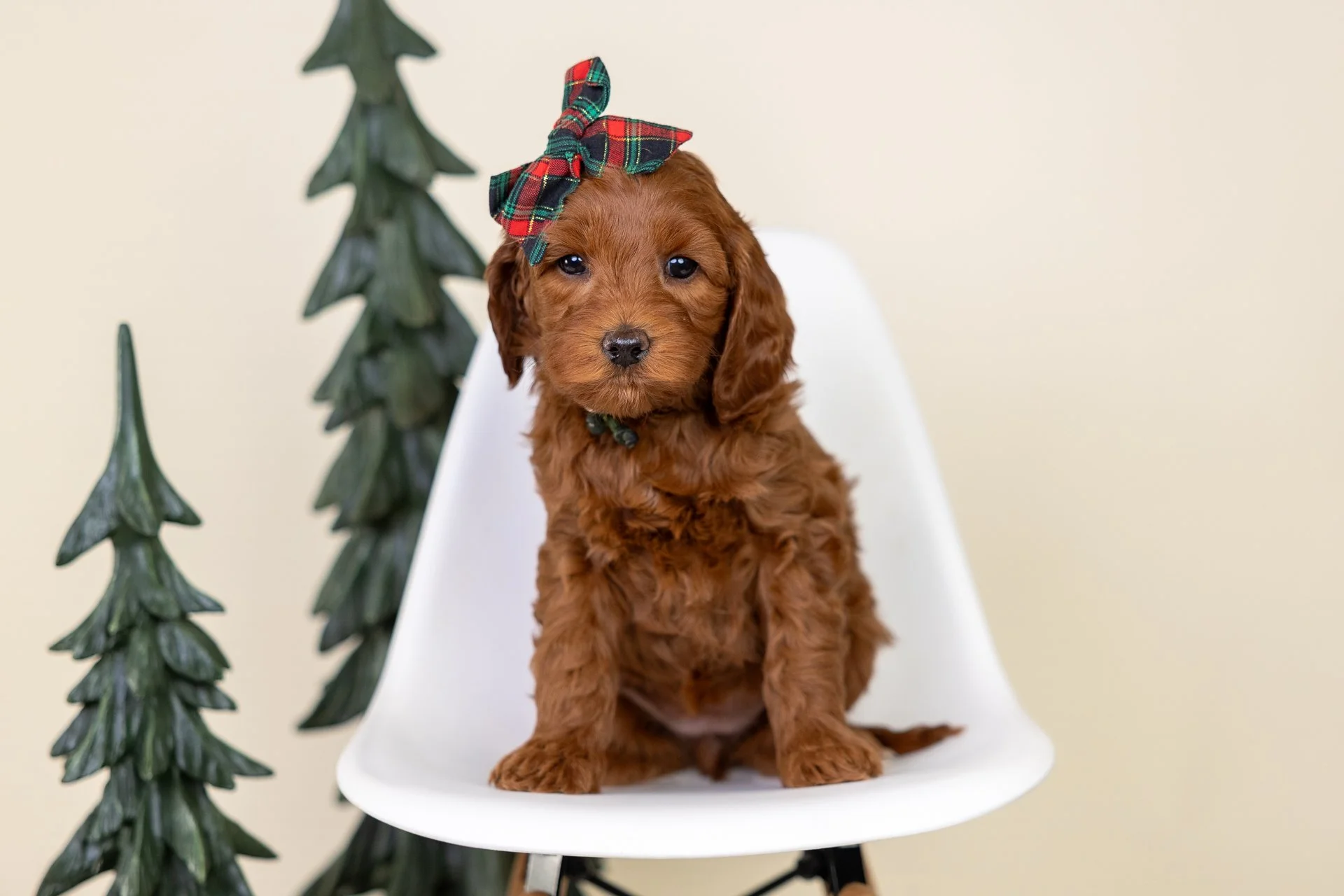 Pepper's Girl Willow (Double Doodle)