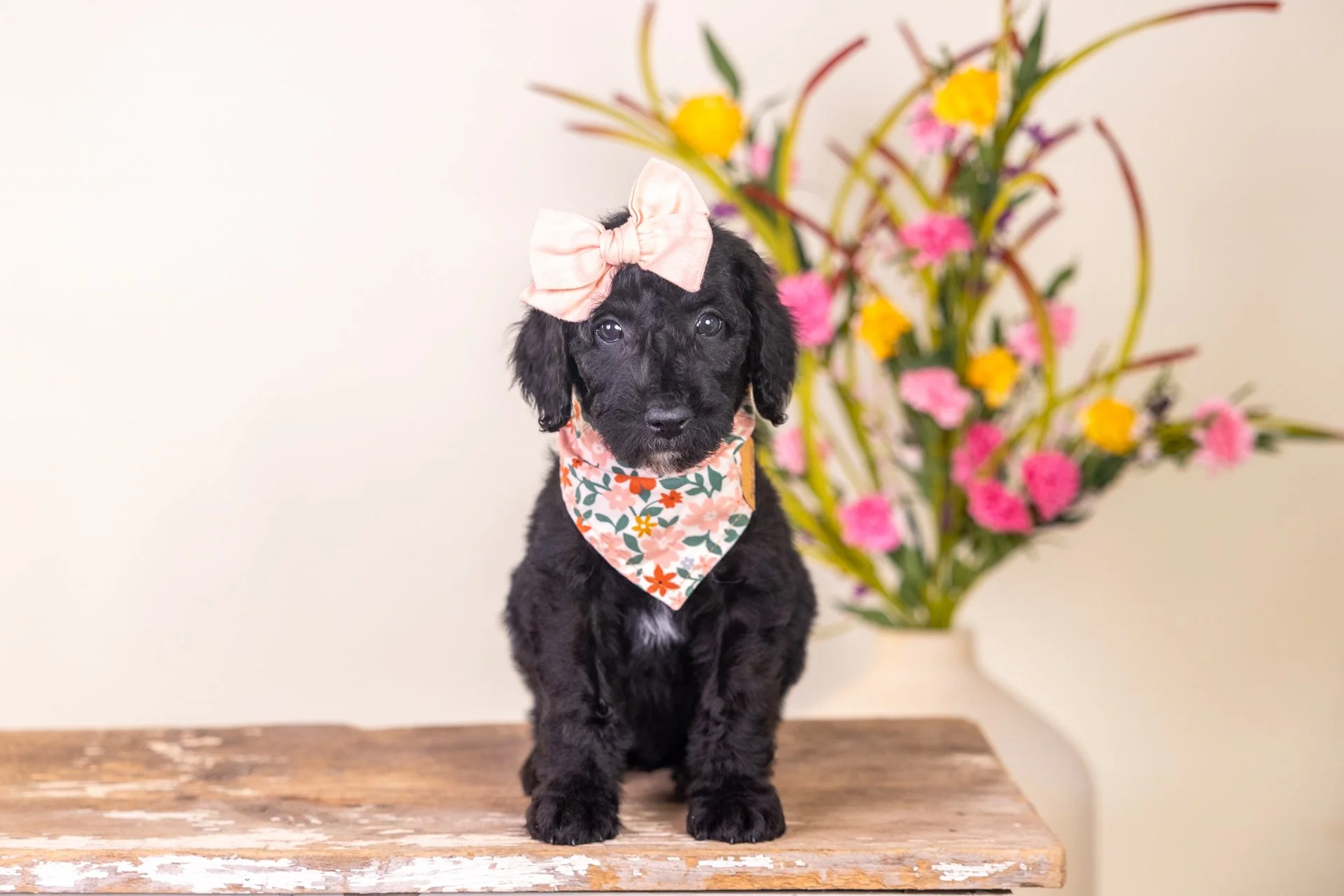 Lyla's Girl Sable (Goldendoodle)