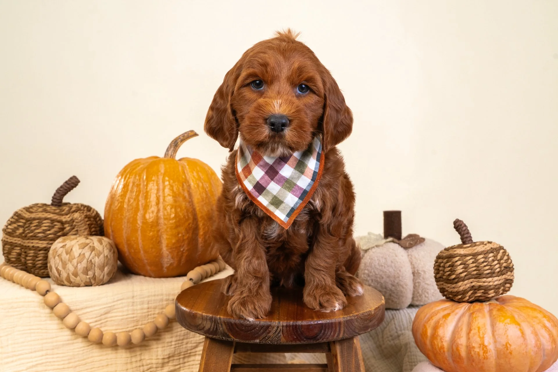 Marlowe's Boy Tux (Goldendoodle)